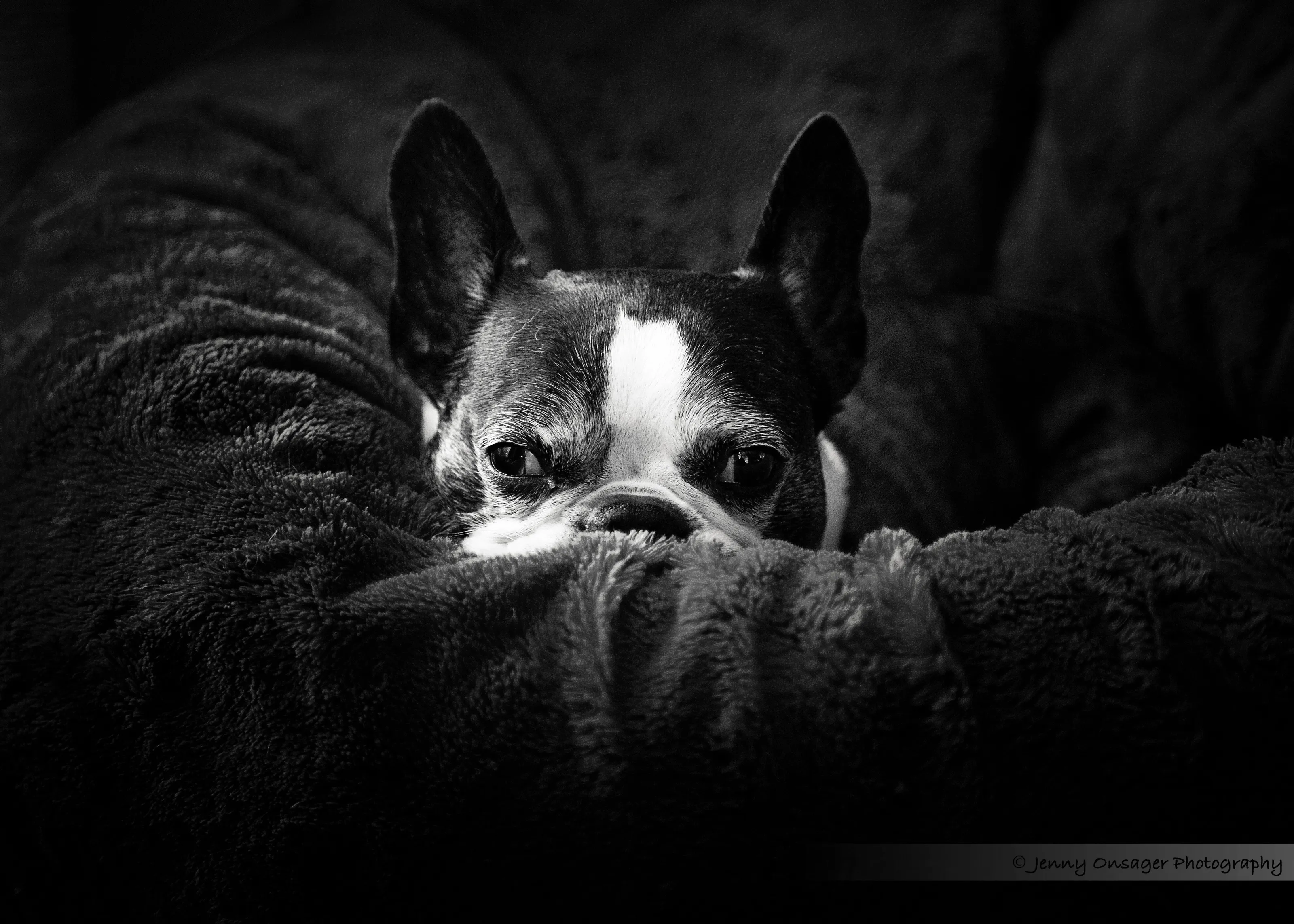Boston Terrier