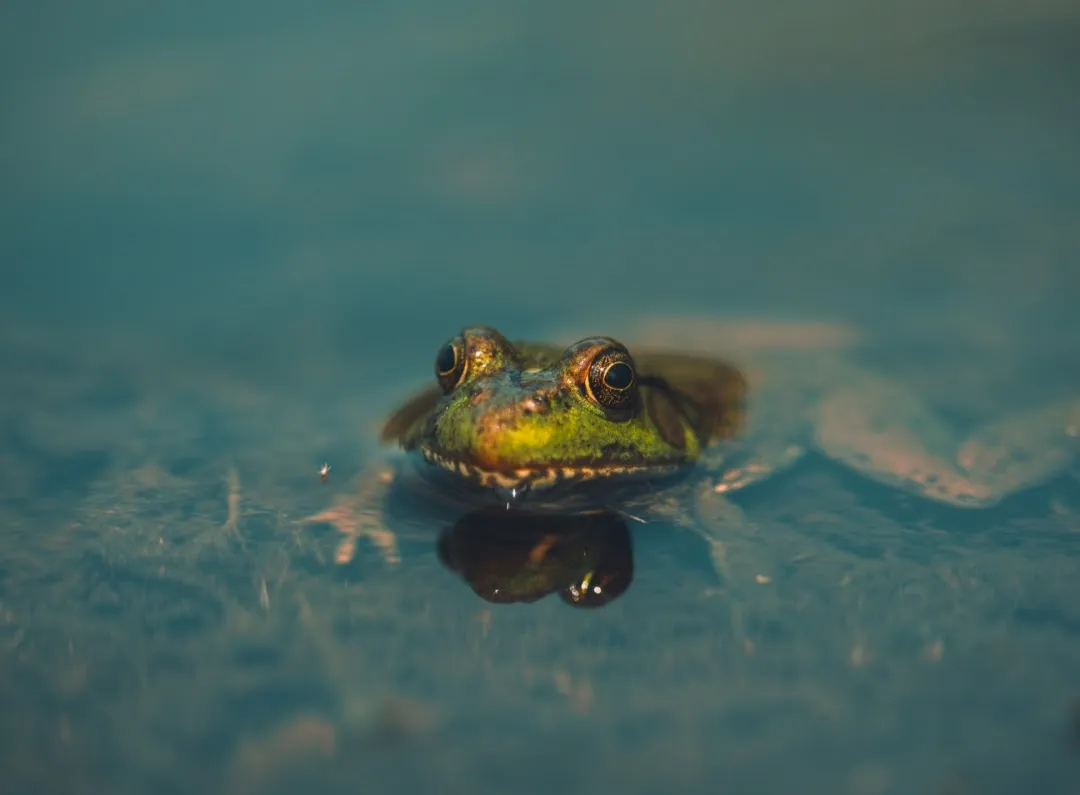 The Bog Frog