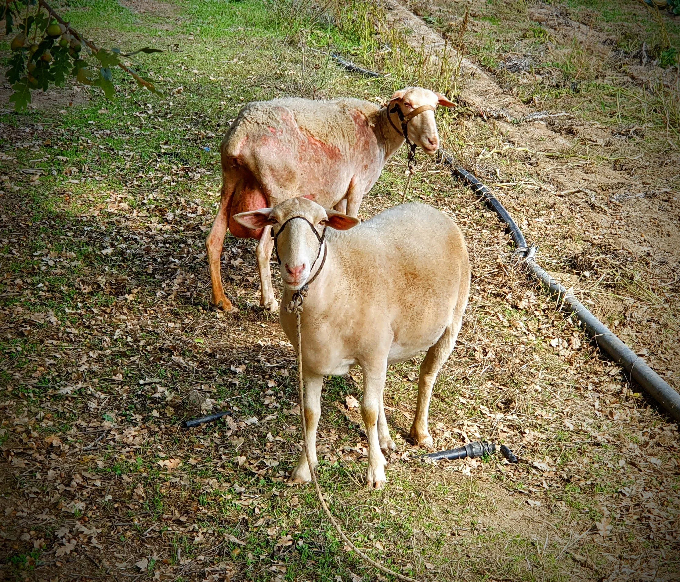 Sheep and Goats (in colour)