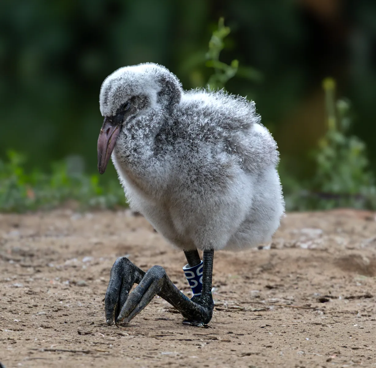 Baby Flamingo