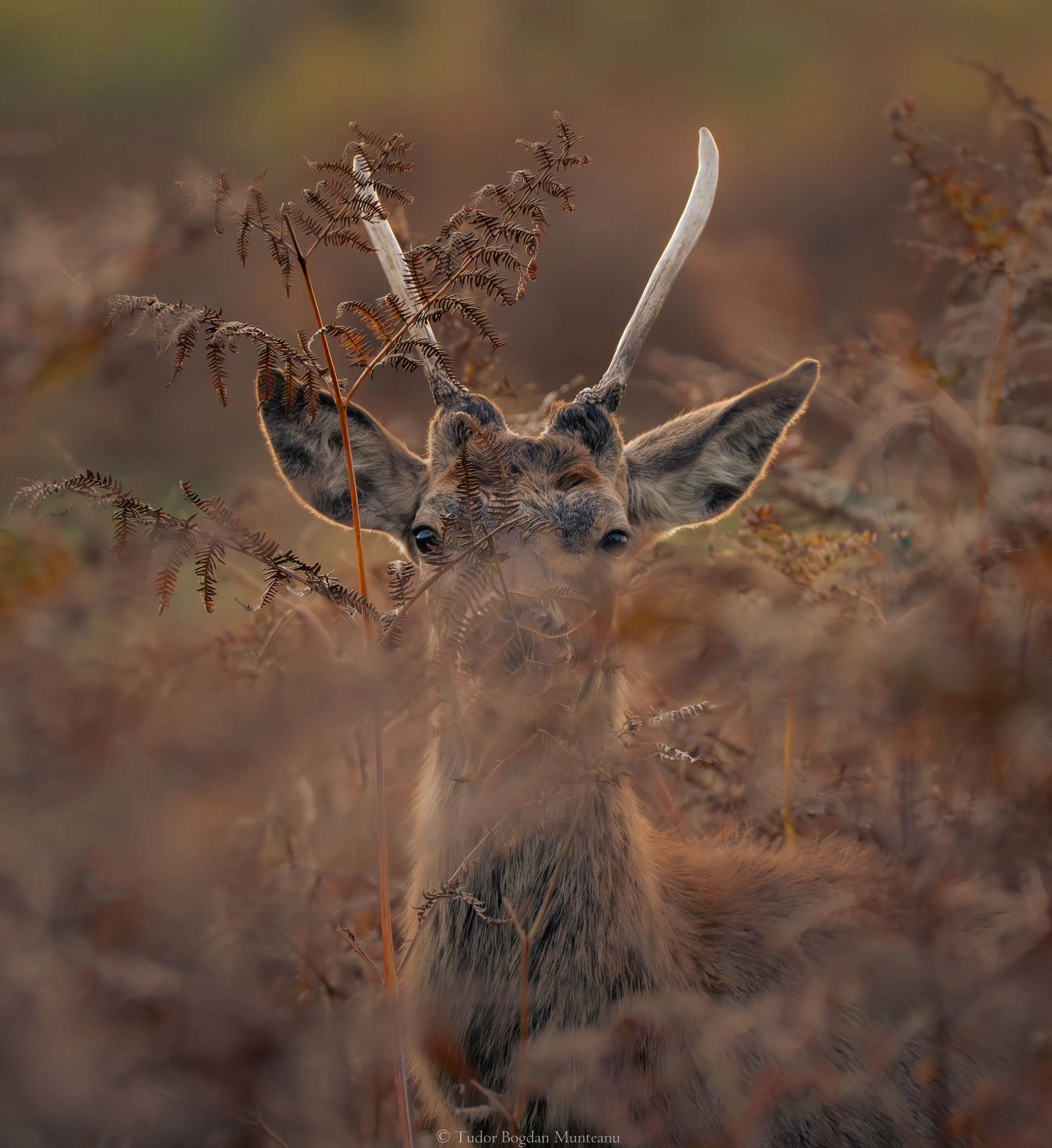 Eyes Through the Bracken