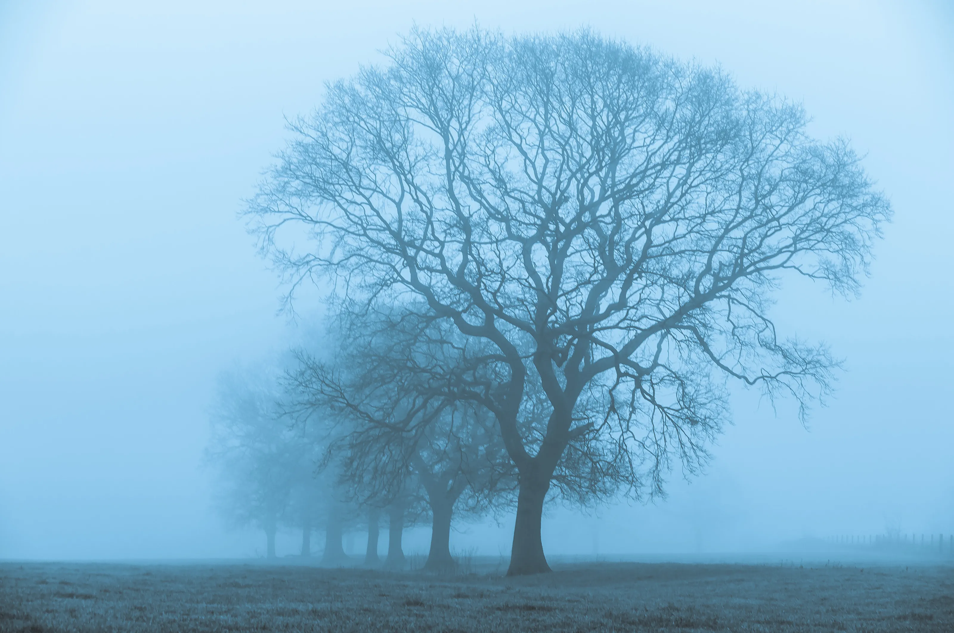 Misty trees