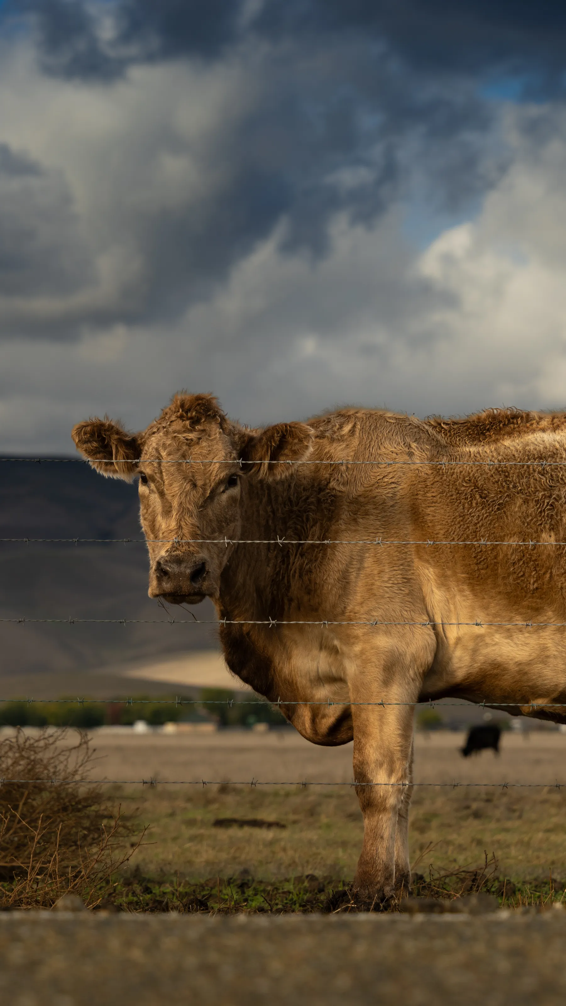 Cow's Land