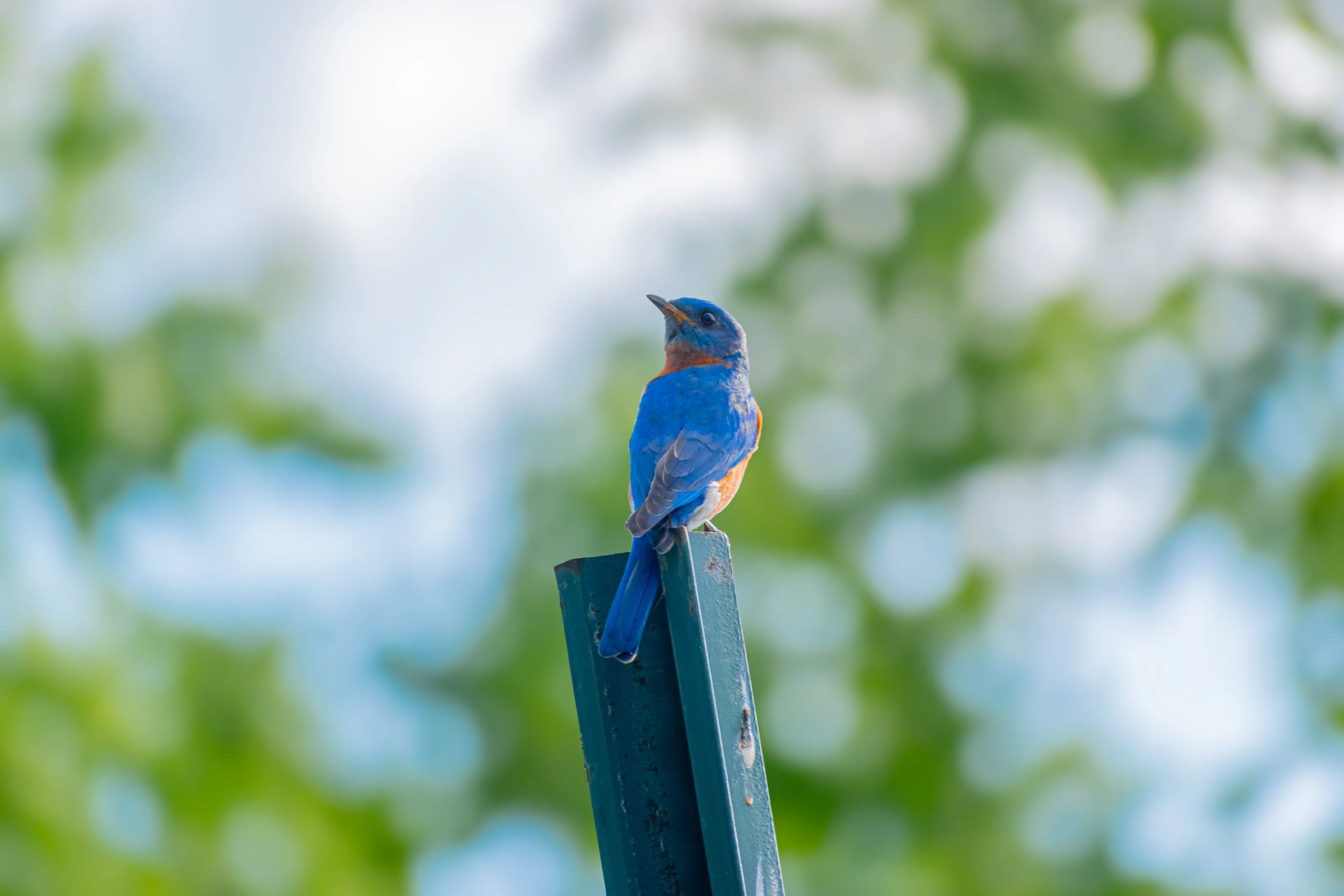 Patiently Perched