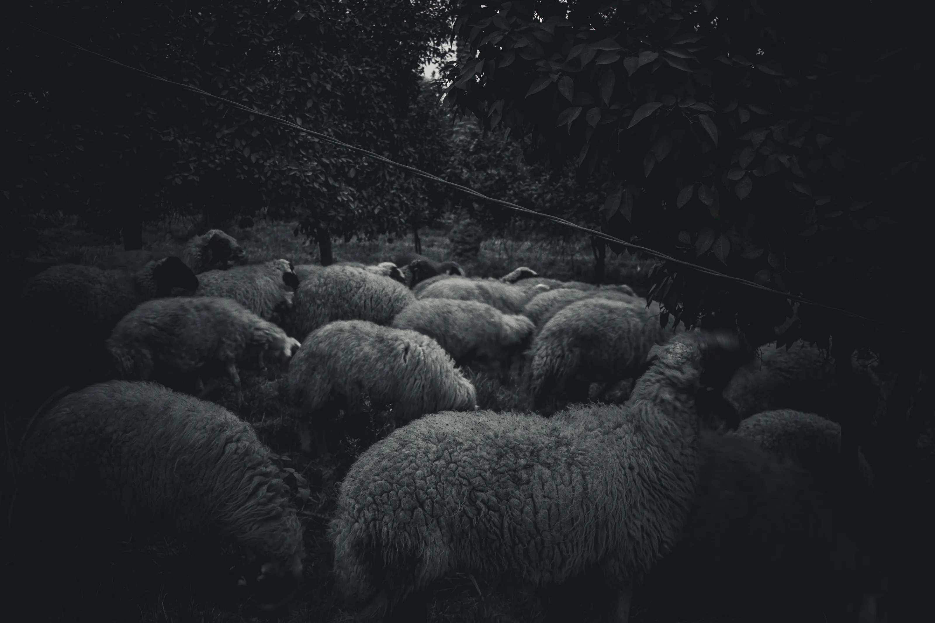 Iraqi flock