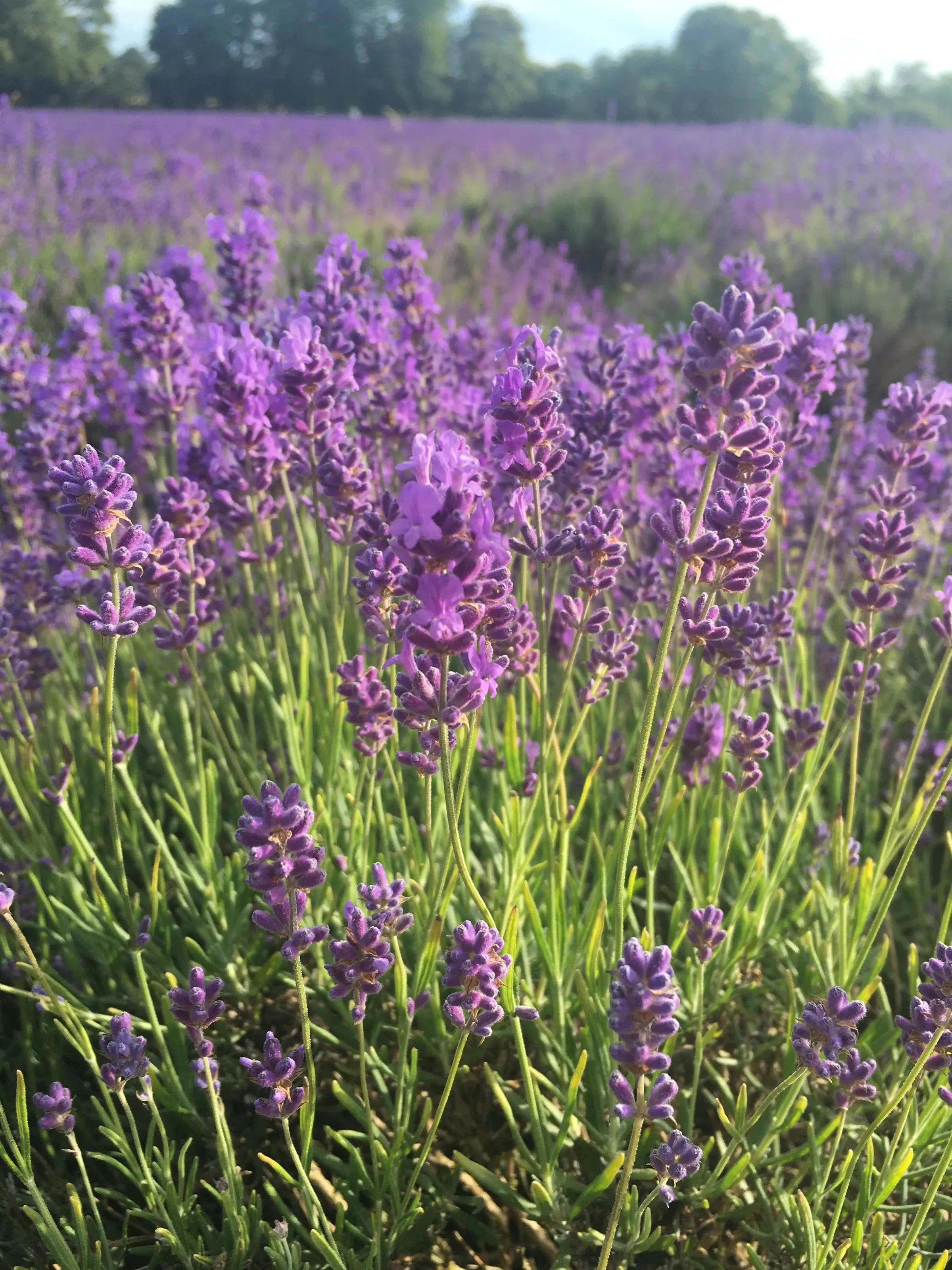 Lavender Fields