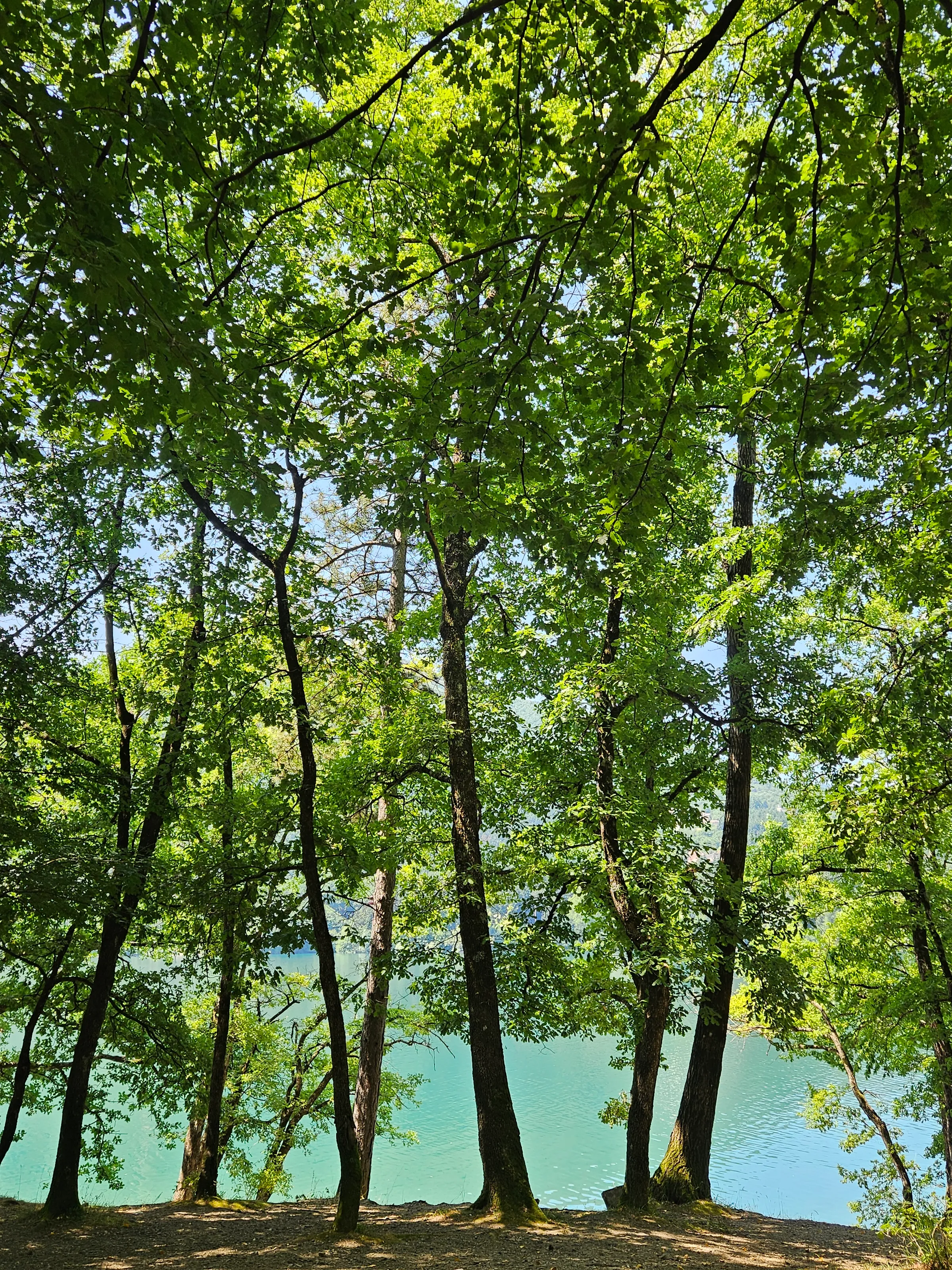 Wall of trees