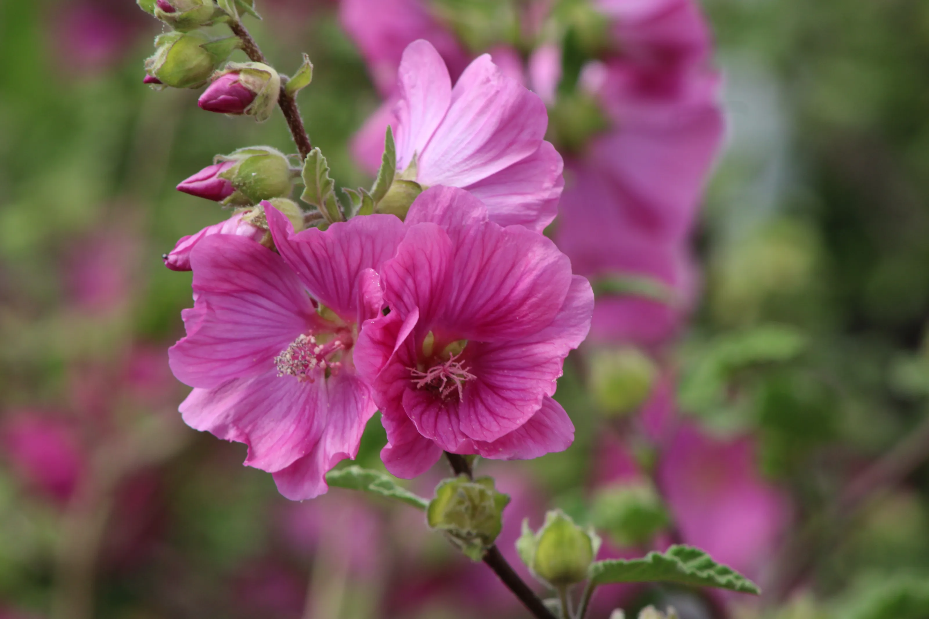 Une touche de bonheure rosé
