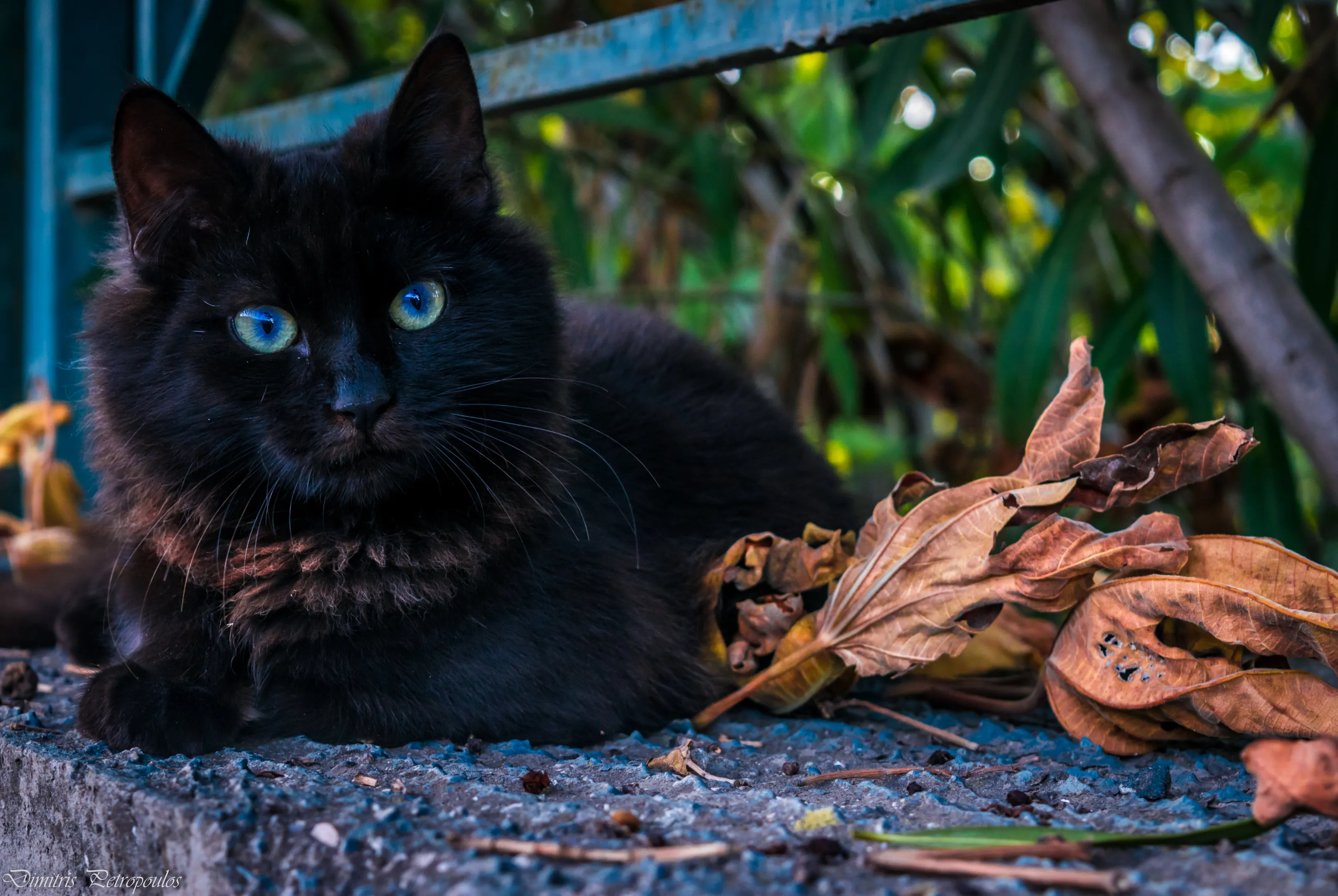 Black cat staring!