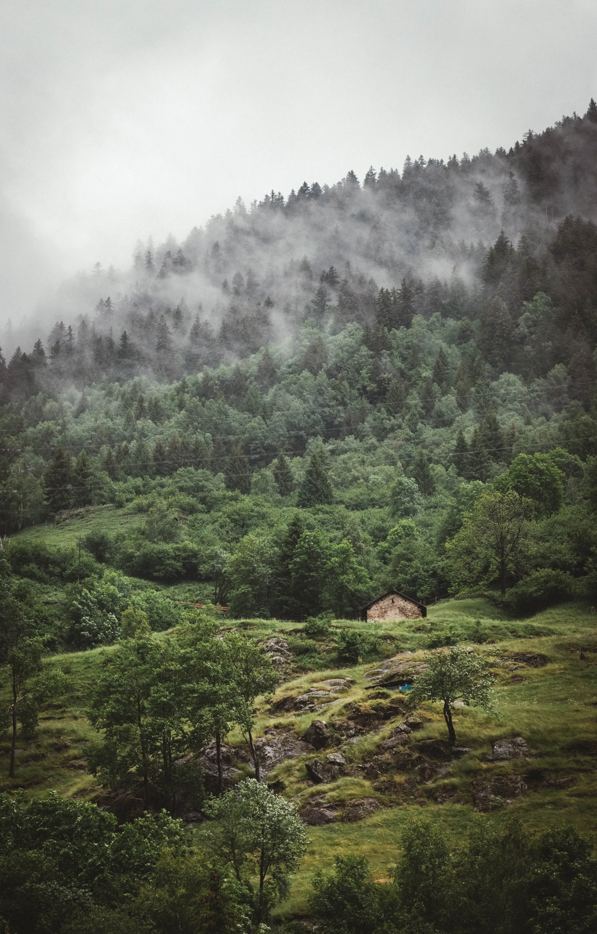 Cabin in the Gloom