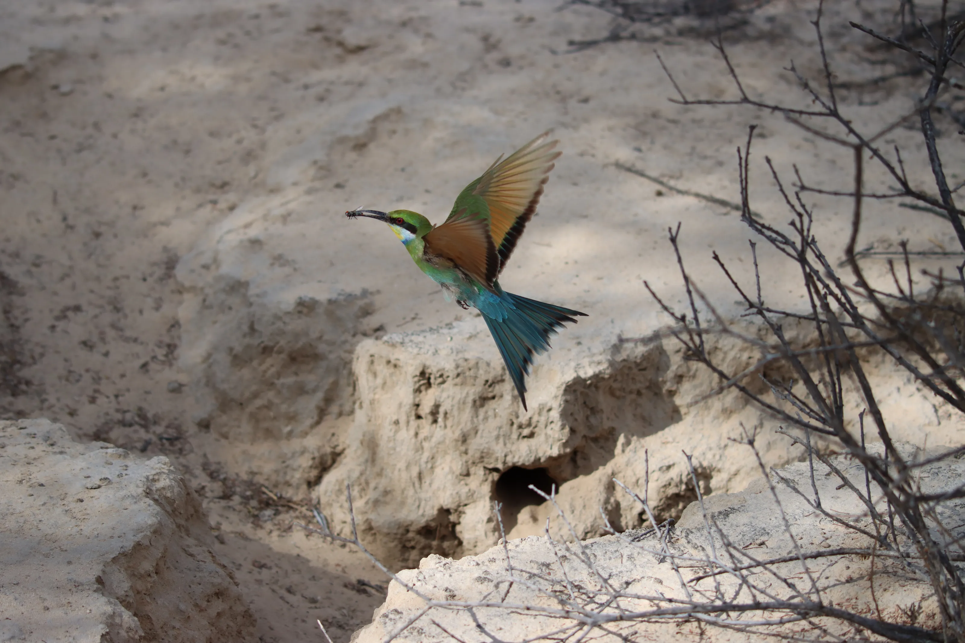 Swallow-tailed Bee-eater