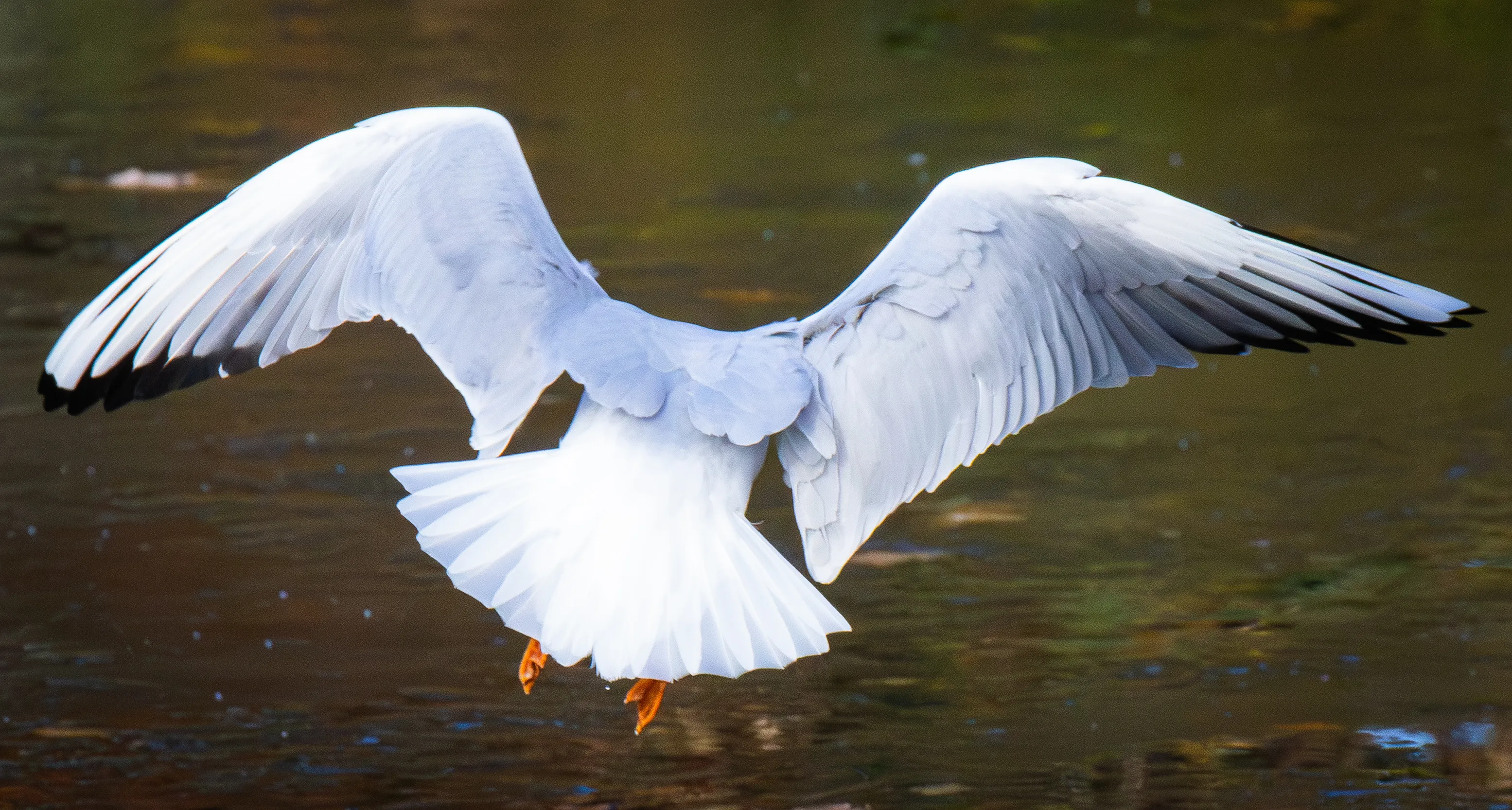 Bird Landing