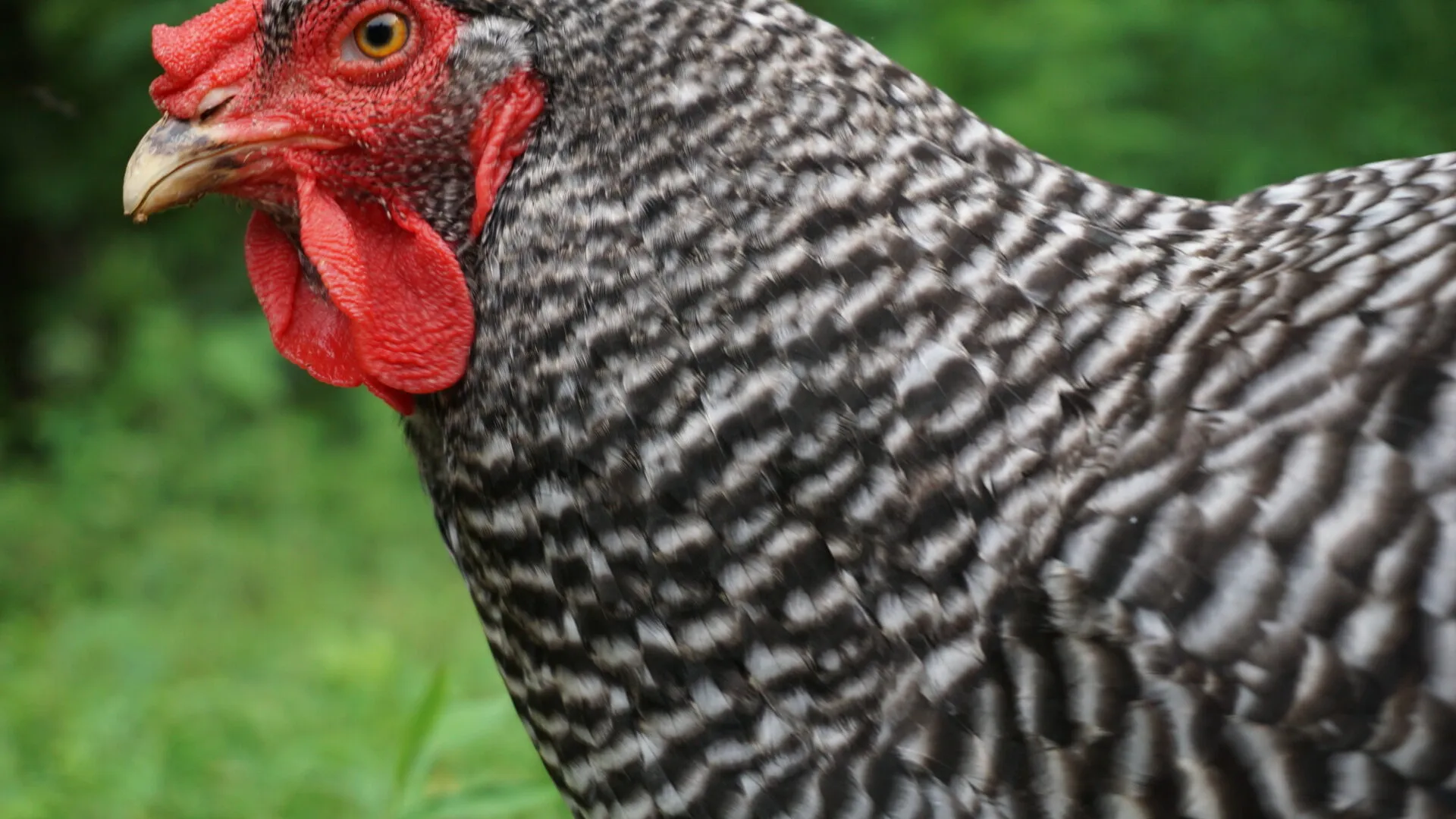 Chicken