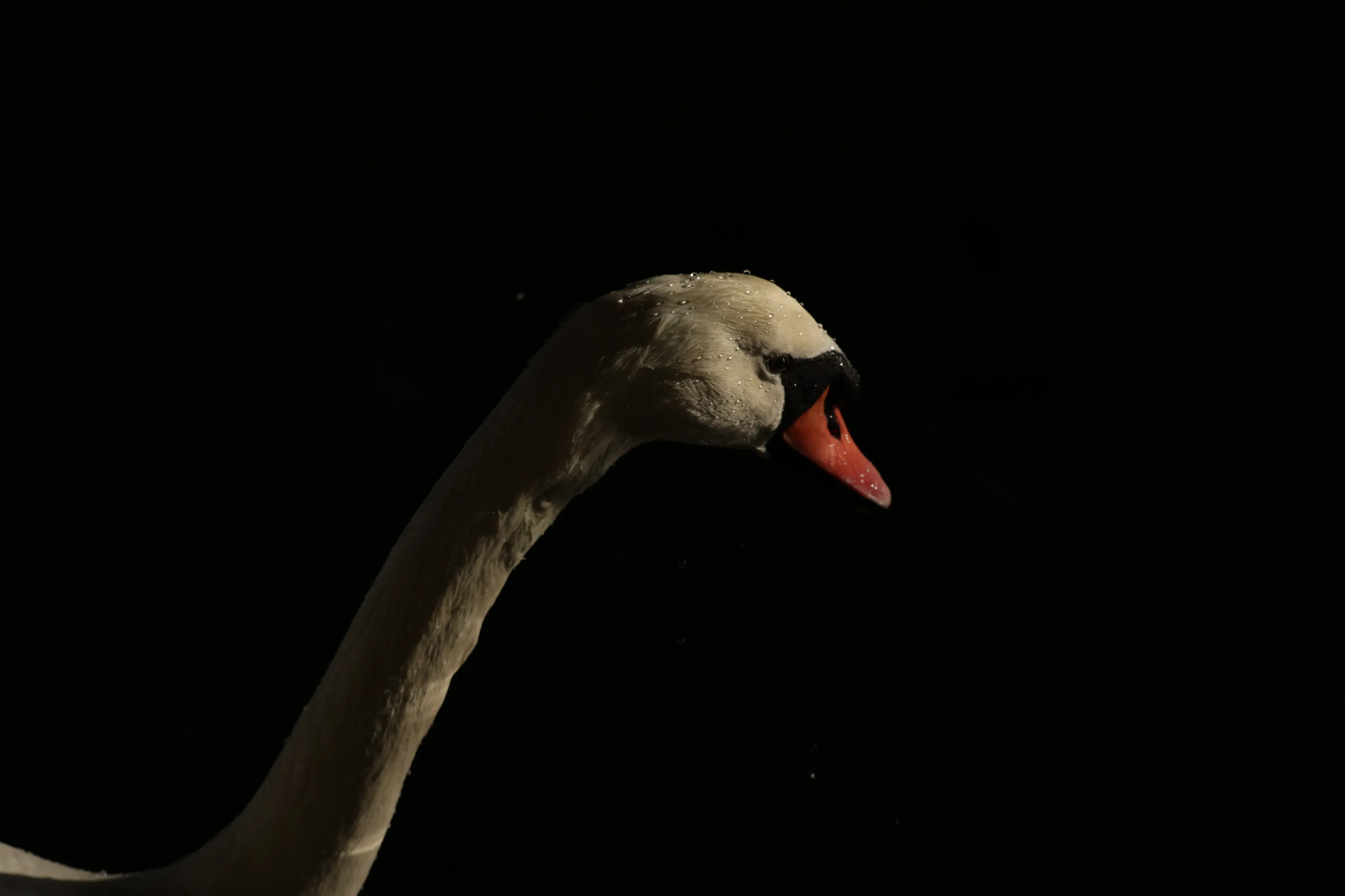 swan