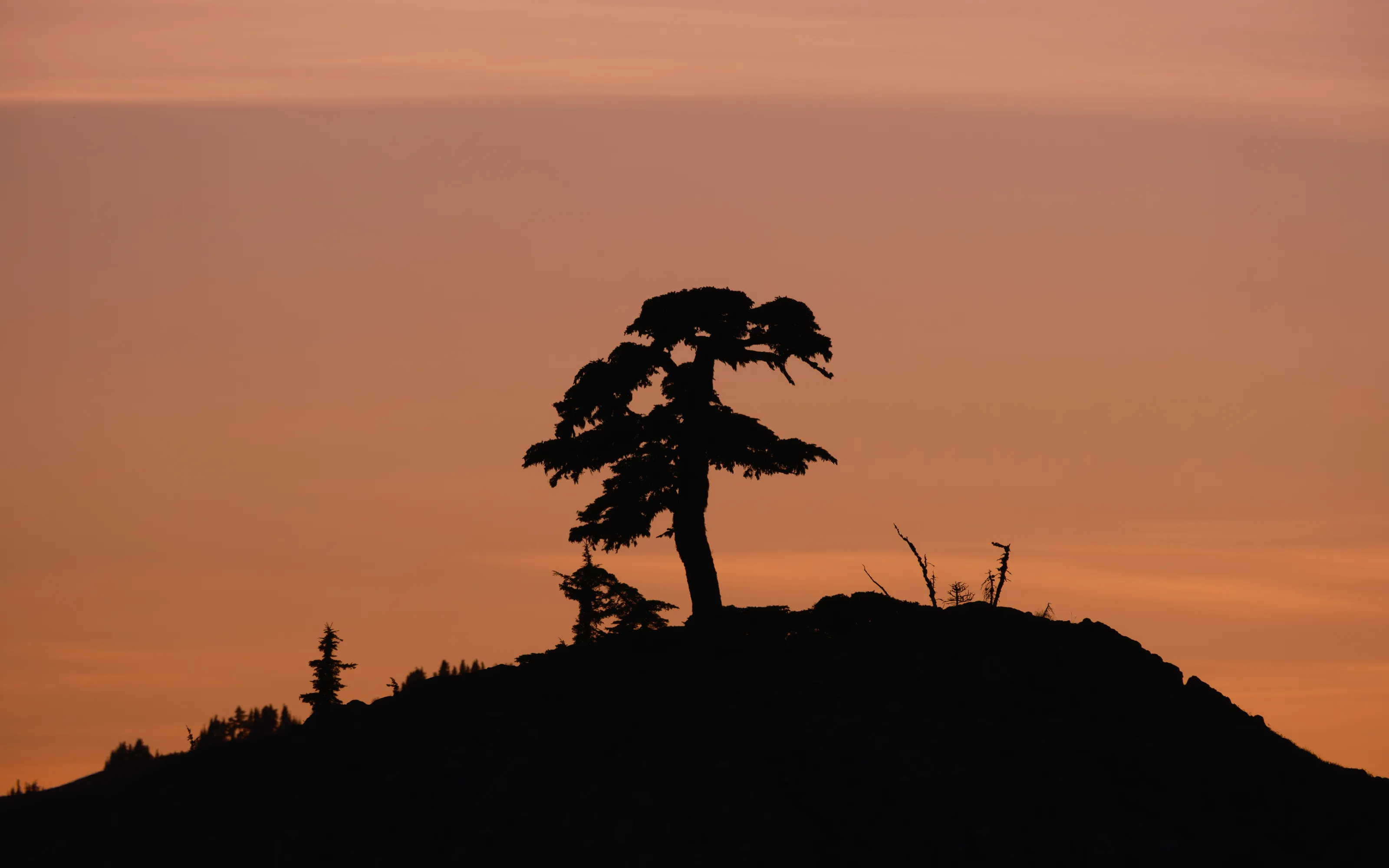 King of The Hill