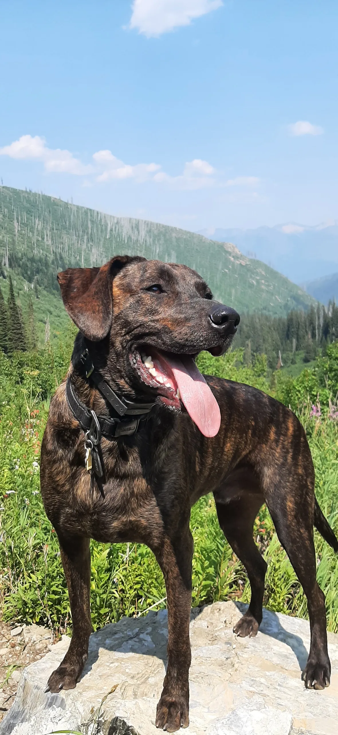 Jasper