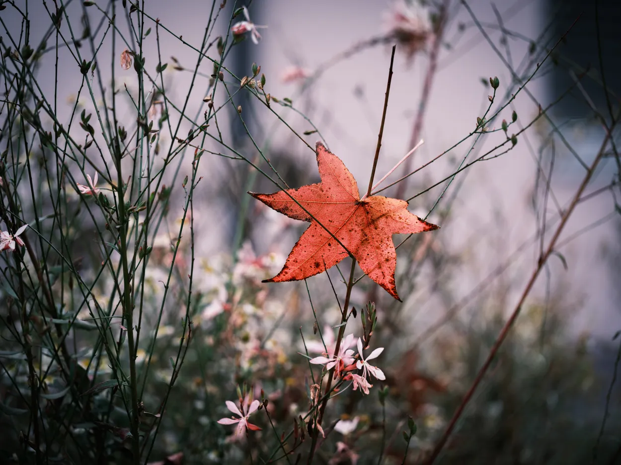 Fallen Leaf