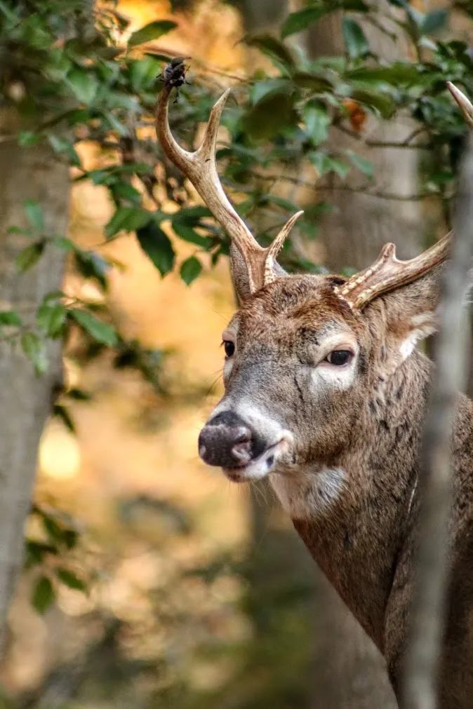 The Eyes of a Beauty