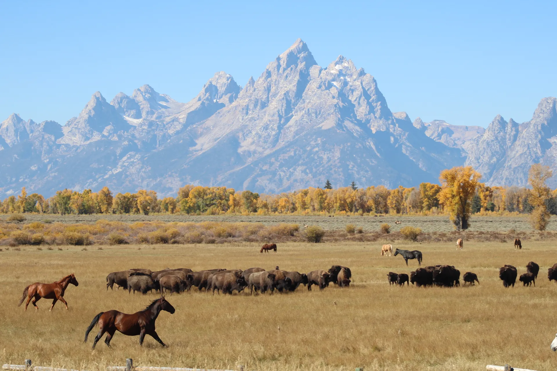 Horses and bison running with Tetons in the background