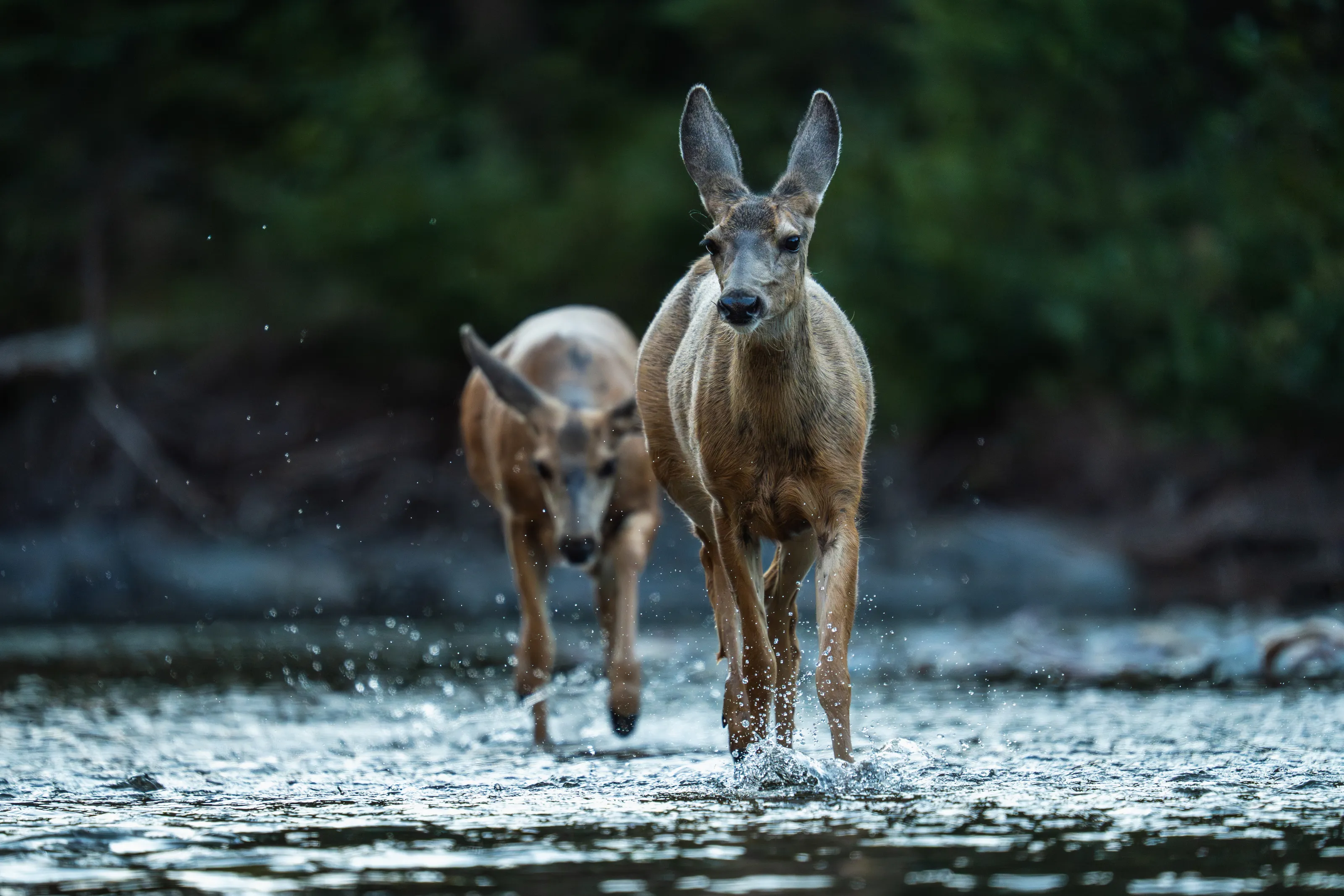 Fleeting Ghosts of the Creek