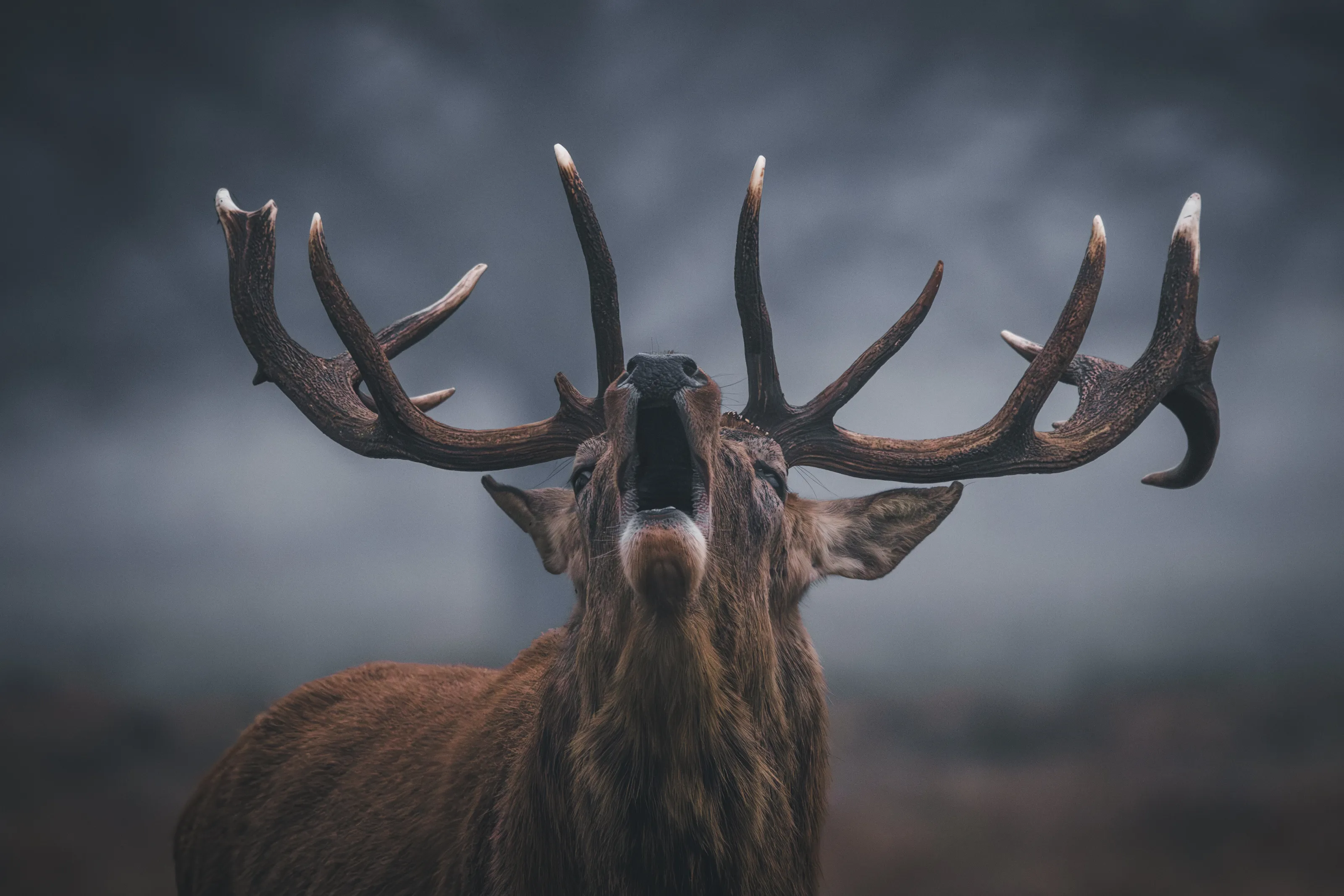 Antlers