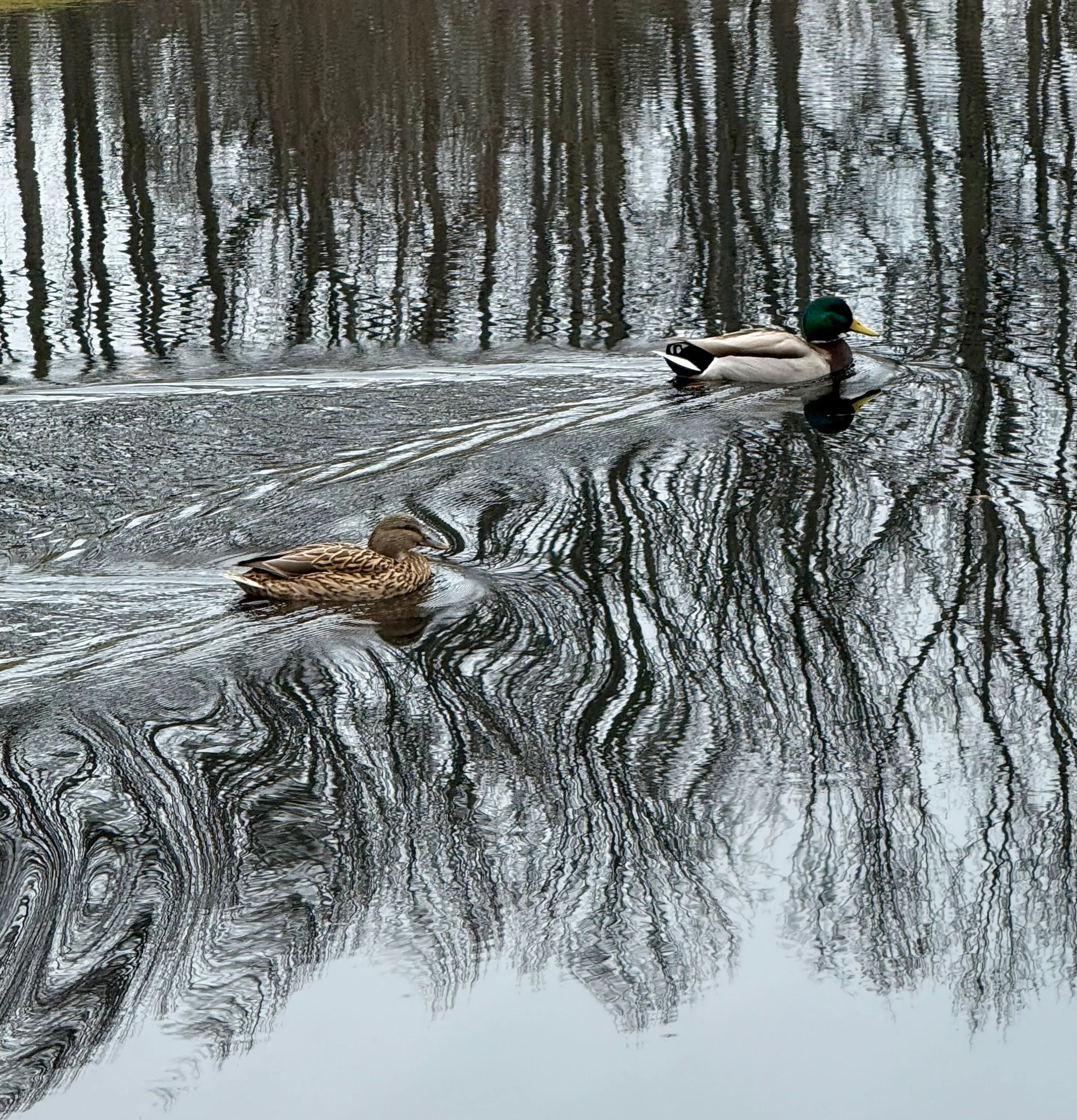 Reflections on Bright Pond