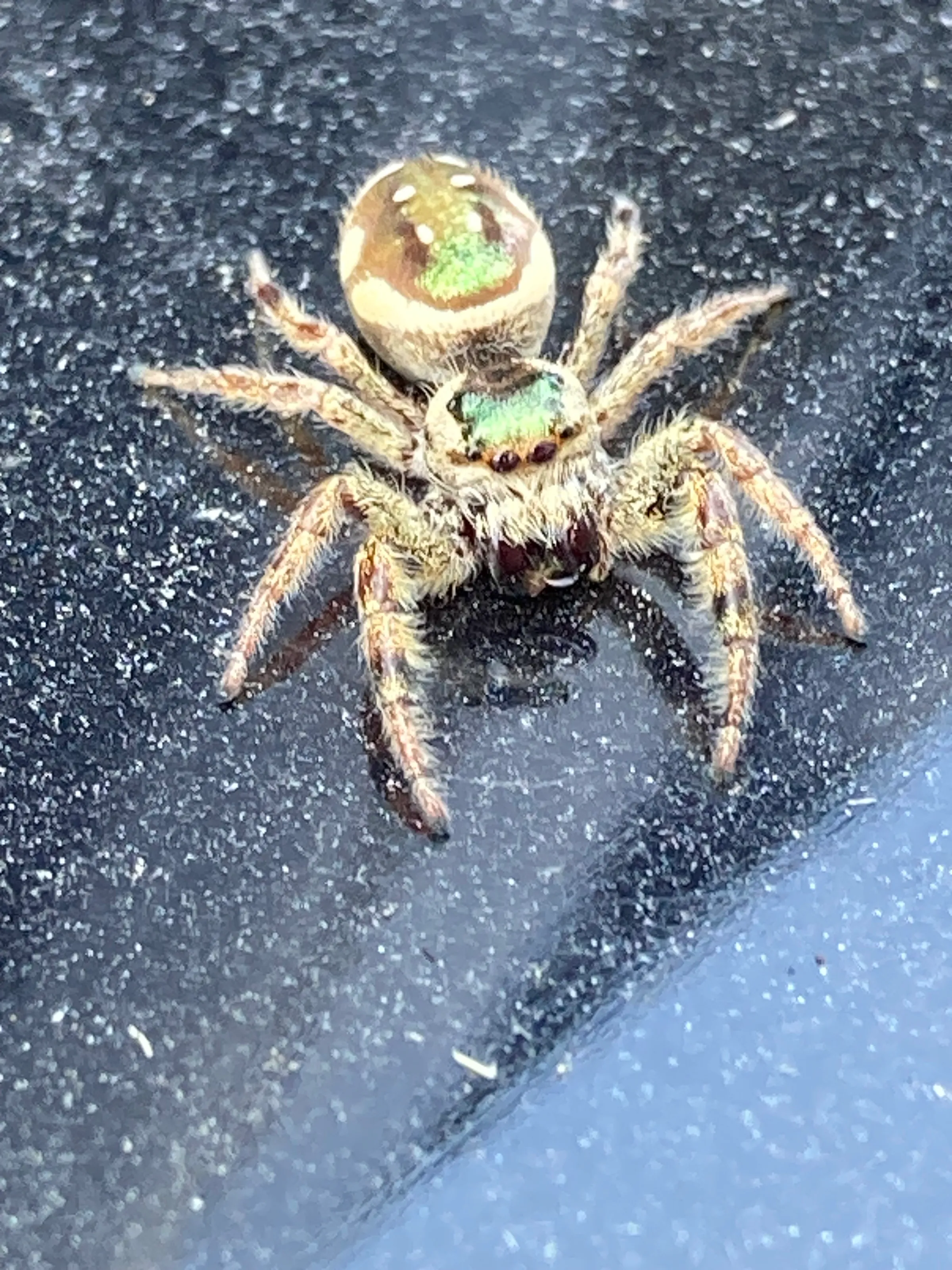 Happy spider