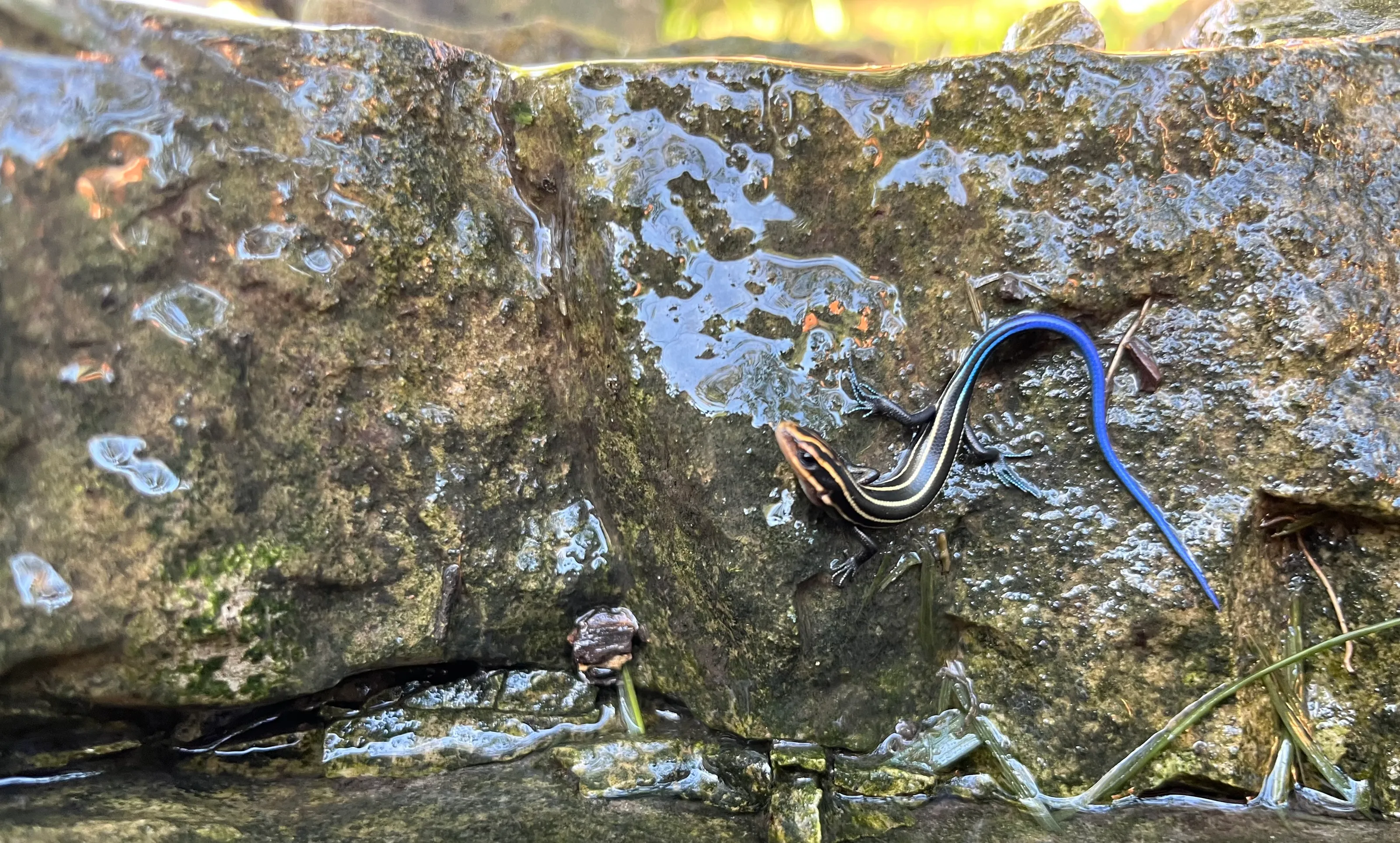 Rainbow Lizard in the Waterfall