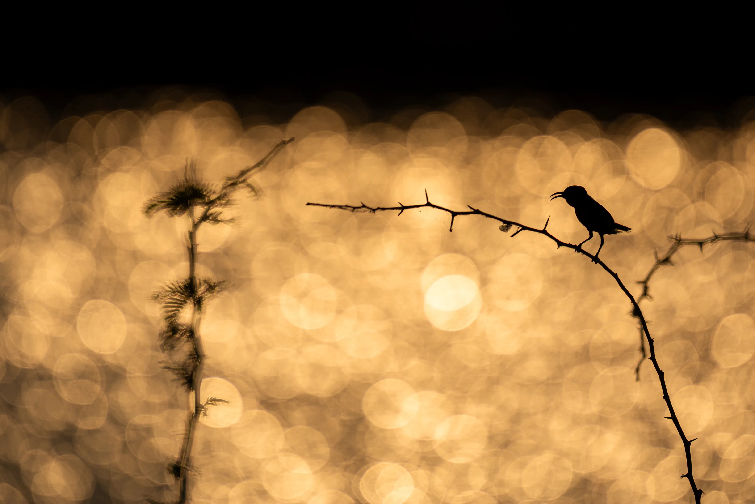 A silhouette bird in bokeh