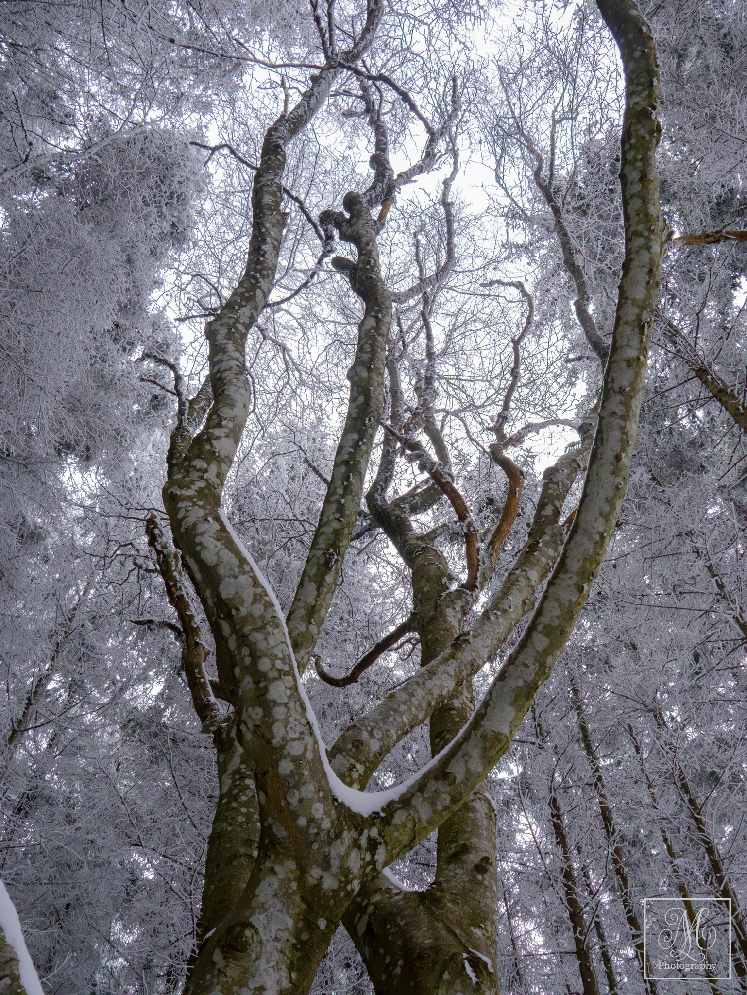 The first snow