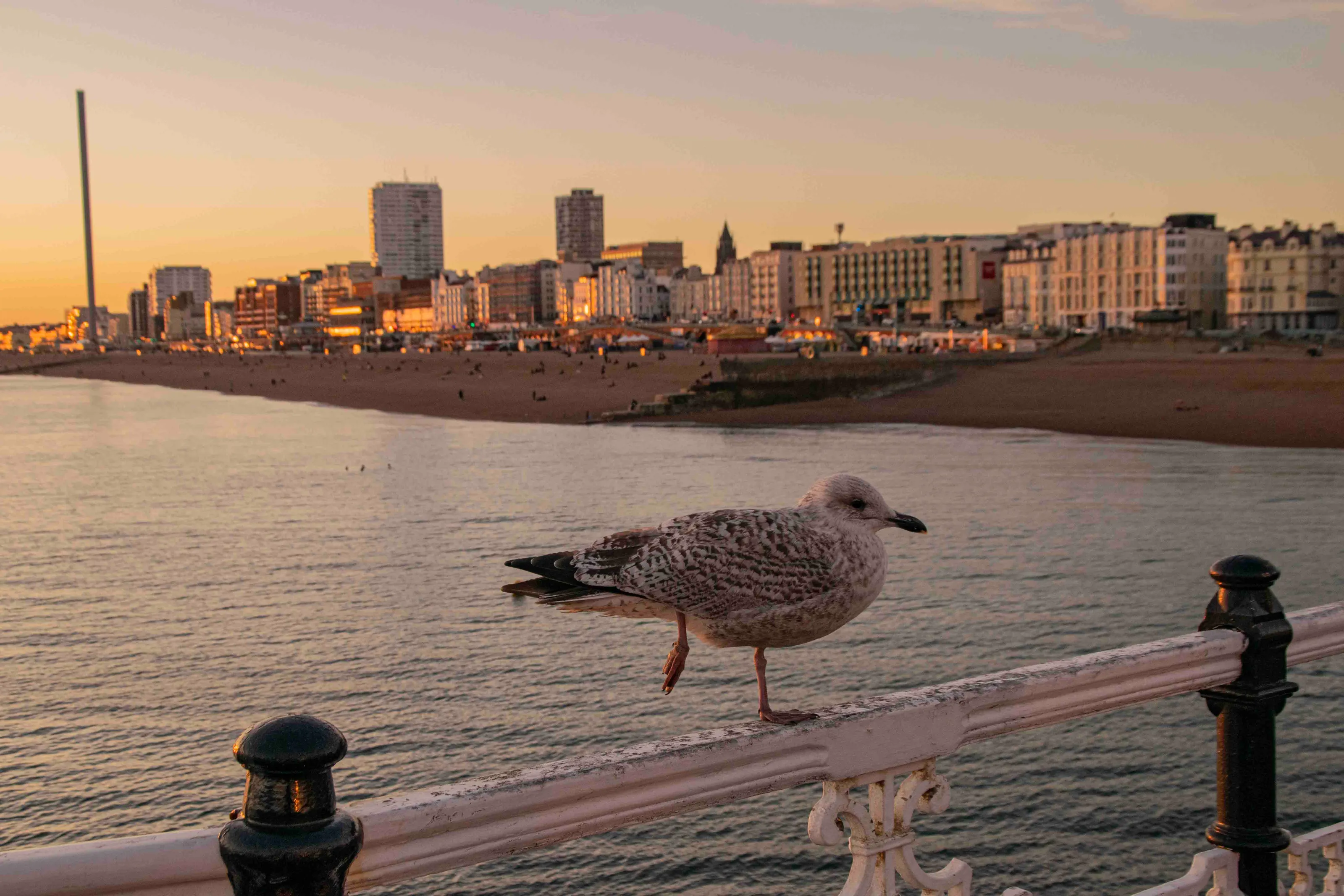 Brighton Seafront