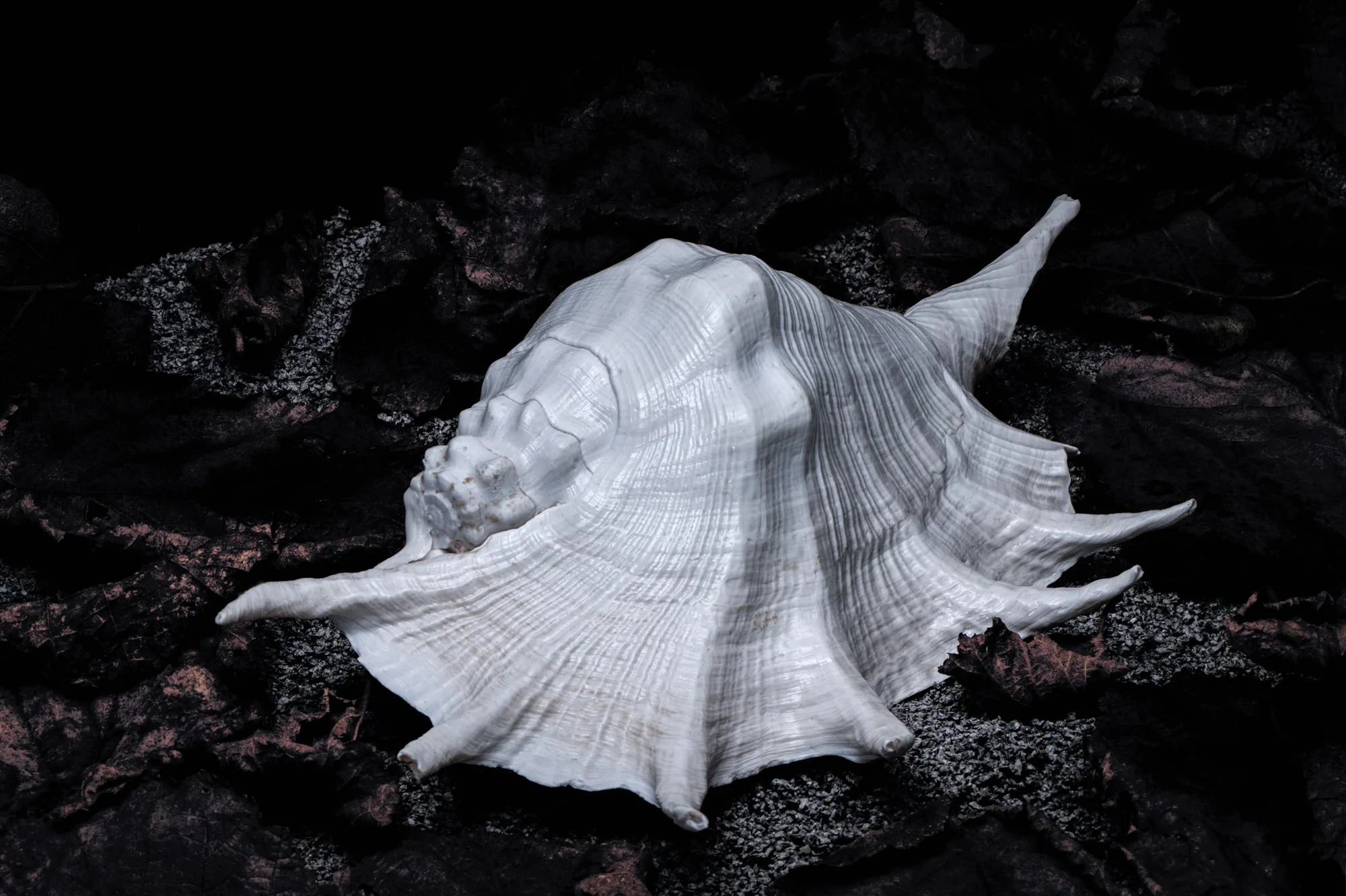 Seashells