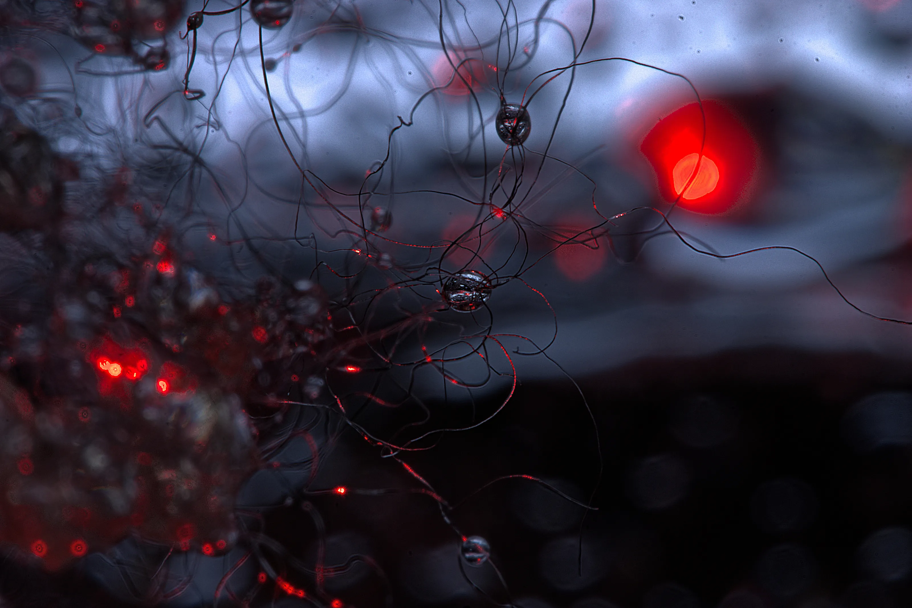Waterdrops 2
