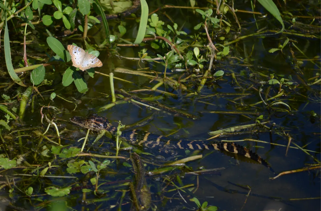 Baby gator and butterfly
