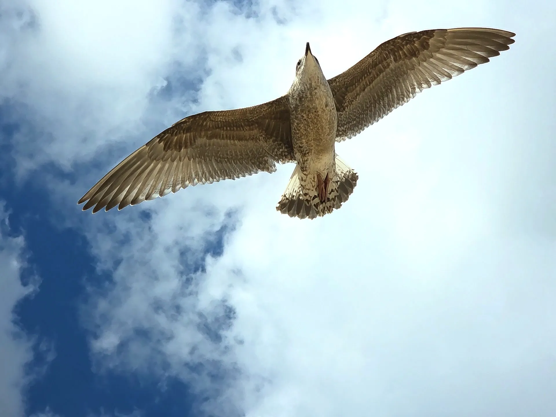 Seagull /West Sussex
