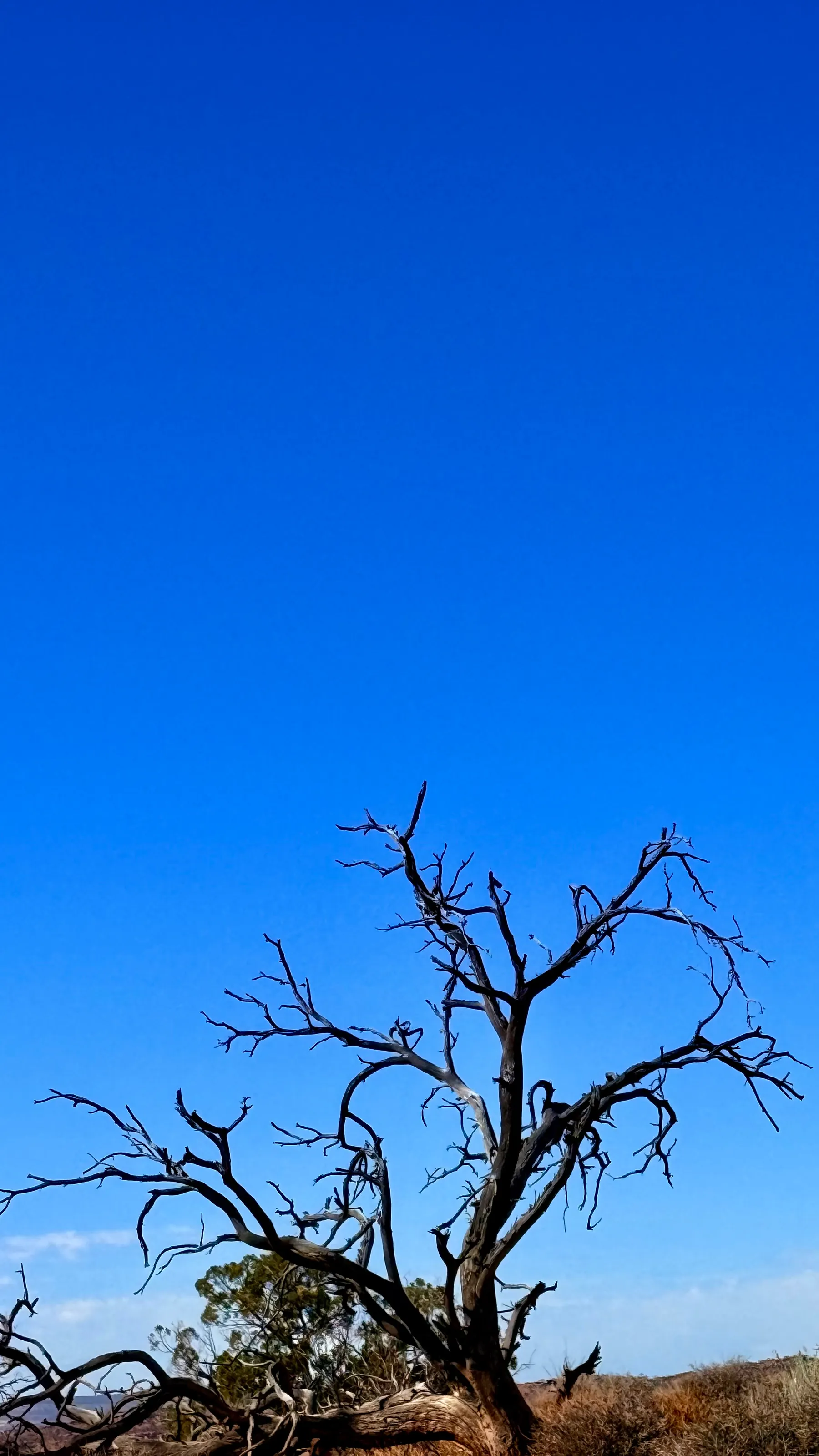 Bare & Beautiful…..