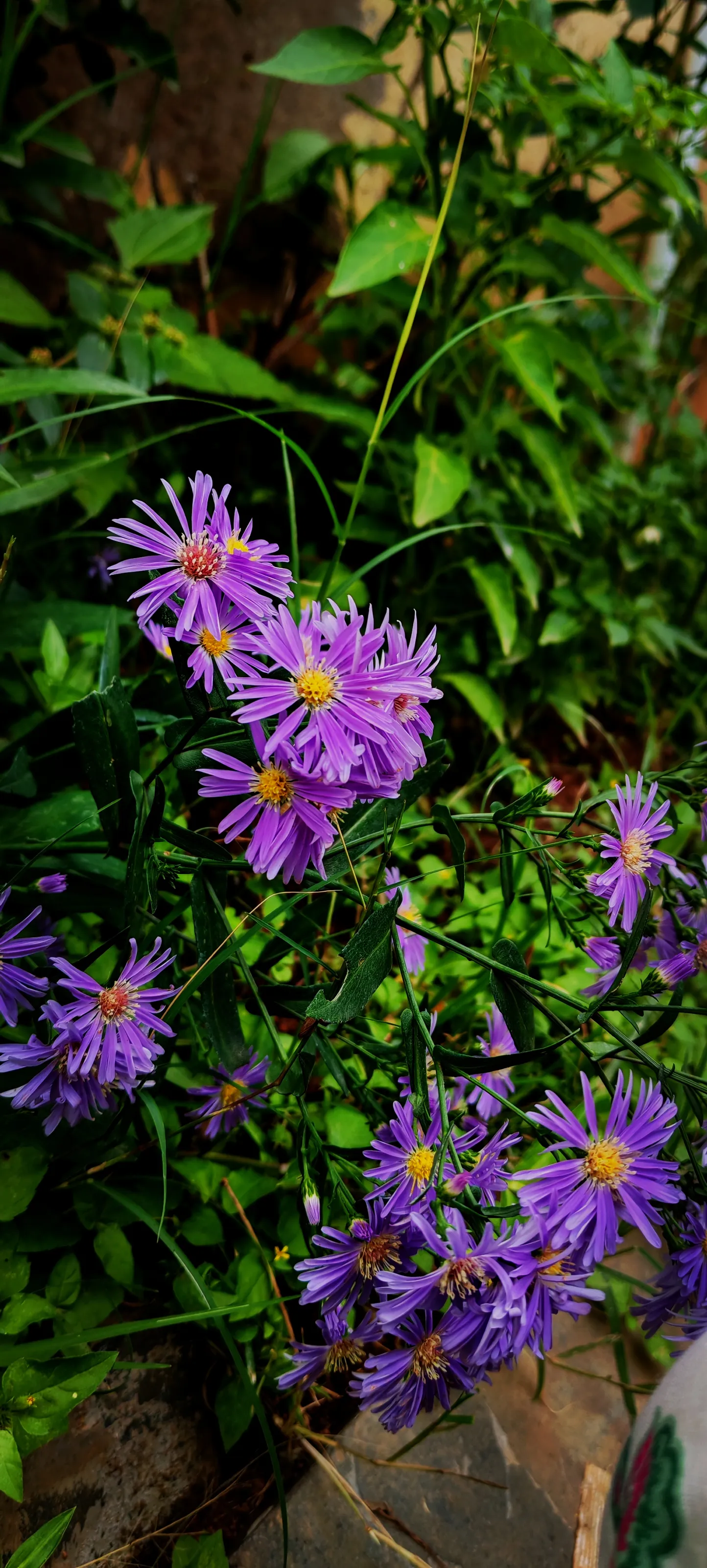 Purple Flowers