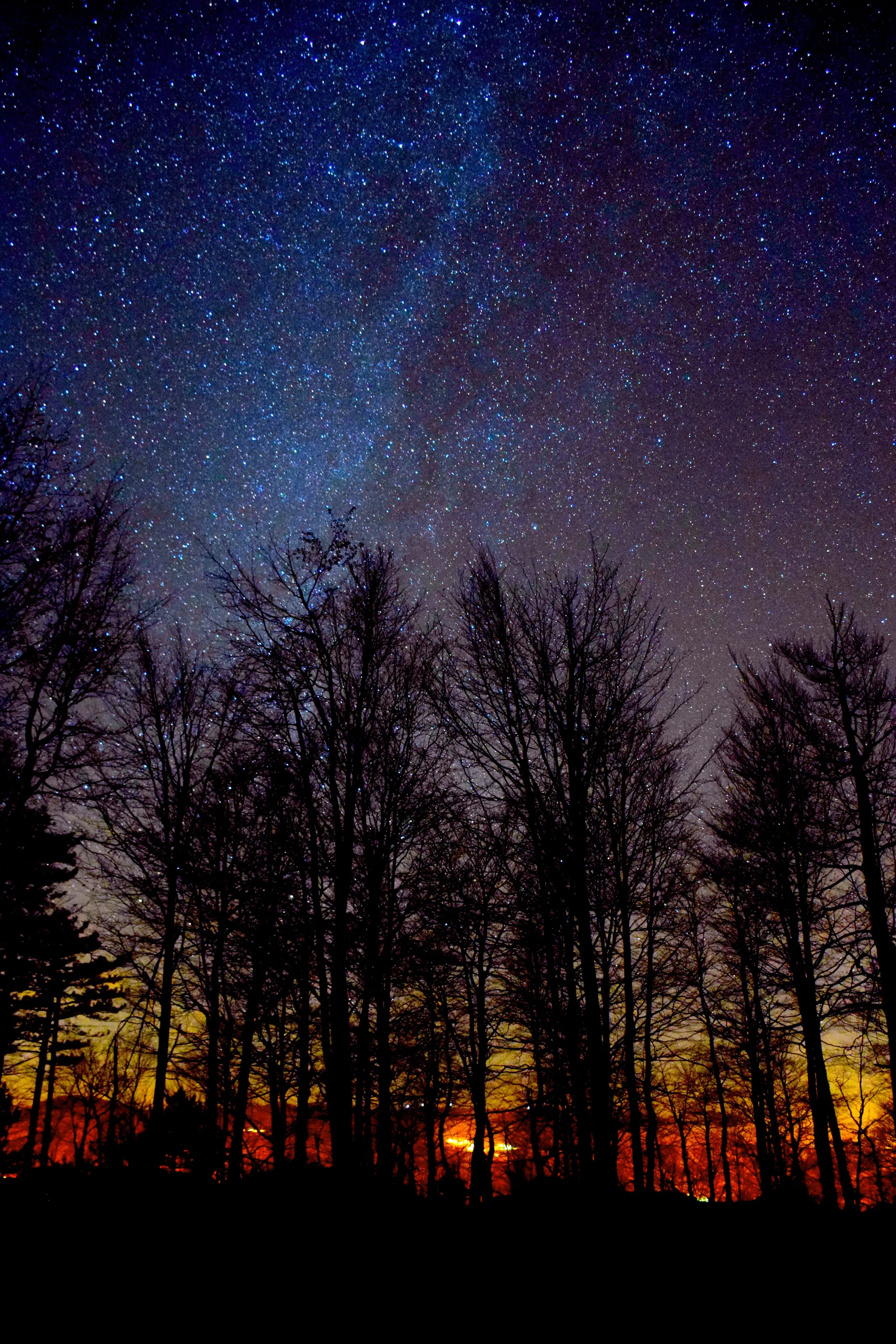 Trees in the dark