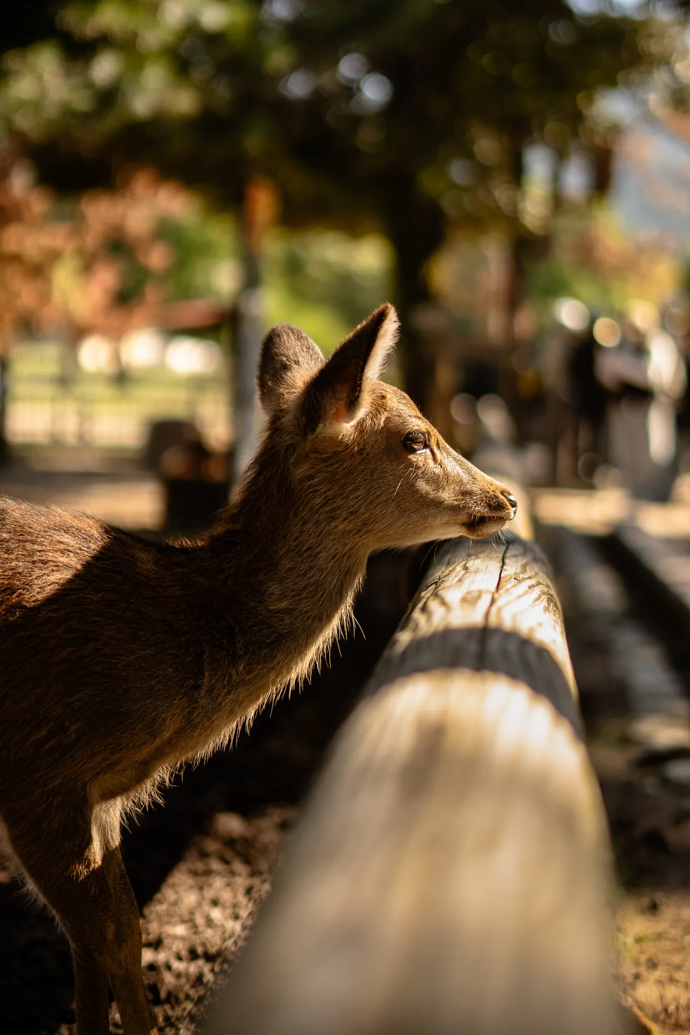 Nara’s calming breath