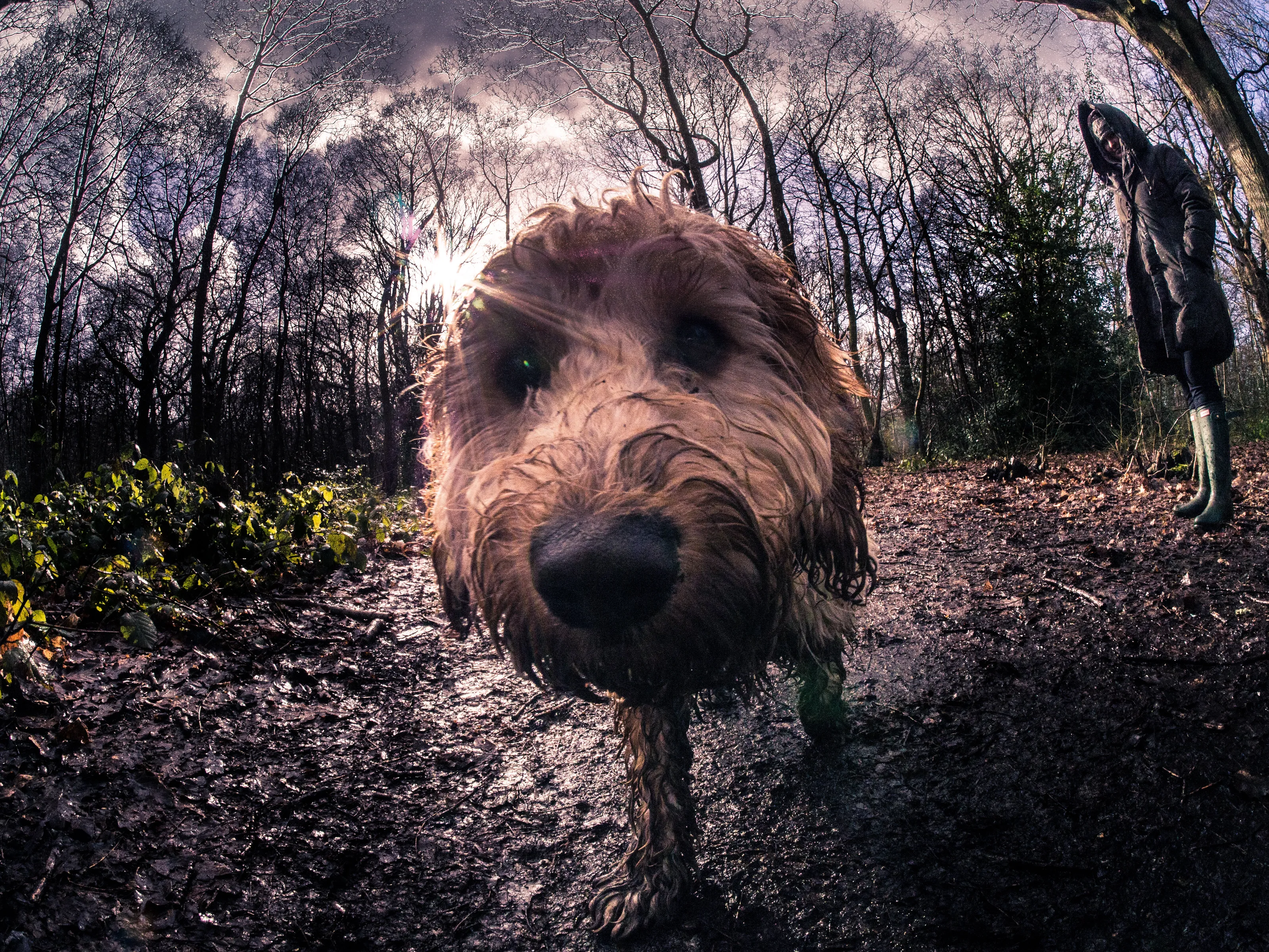 Doggie in the woods