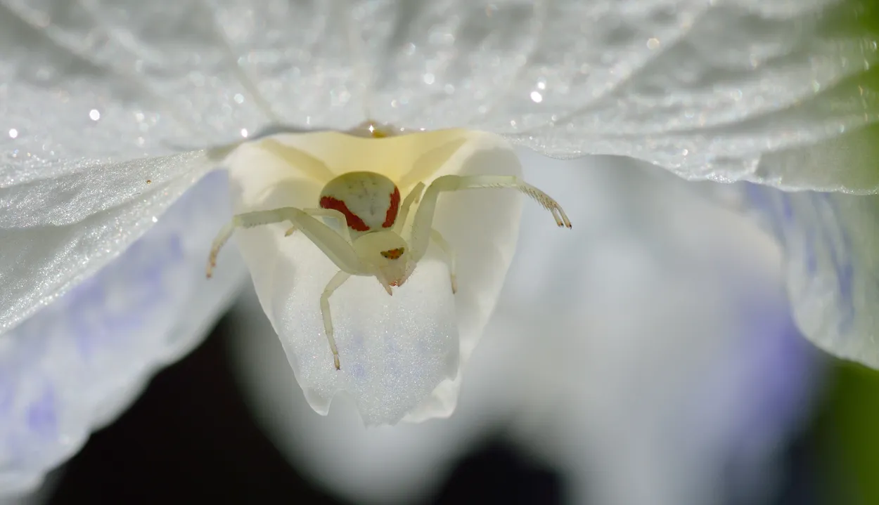 Entry 109244
