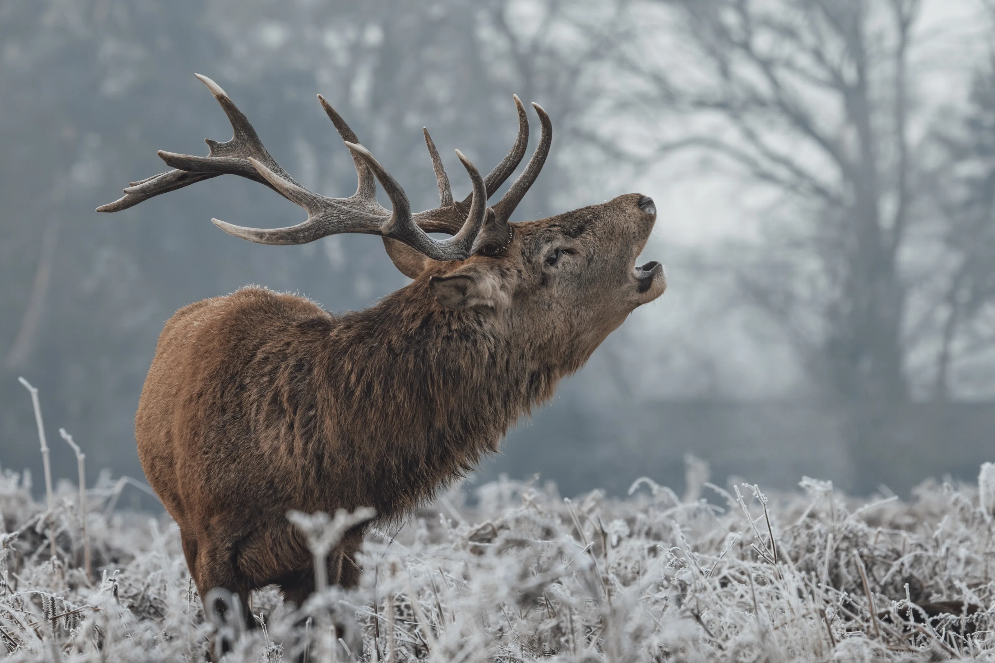 Deer