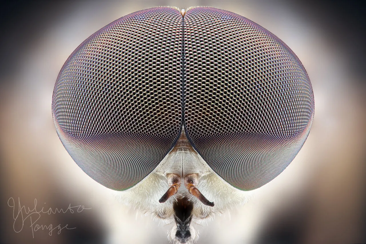 horsefly