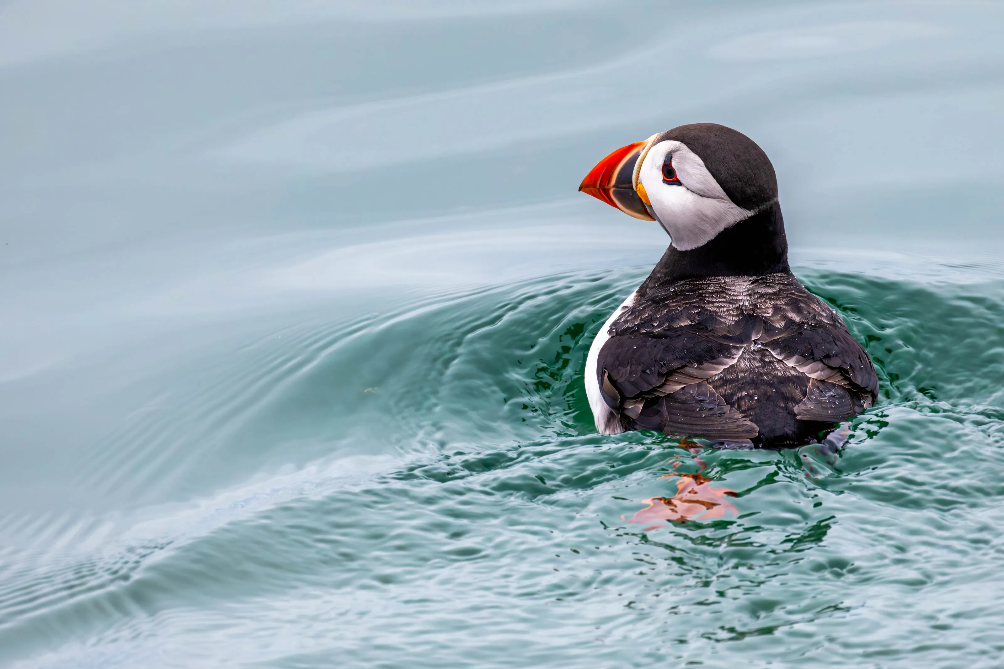 Farne Islands Puffin