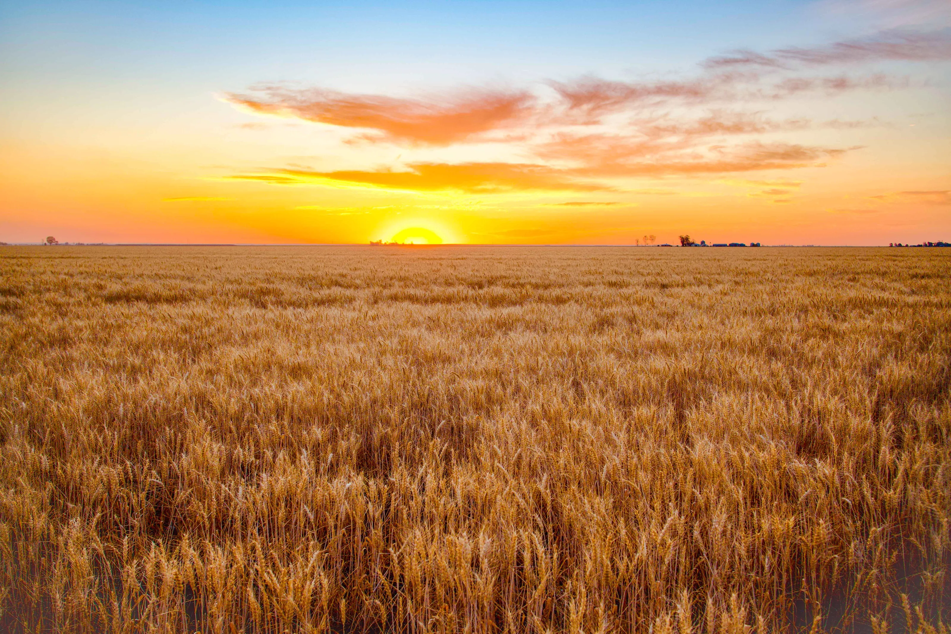 Wheat at Sunset