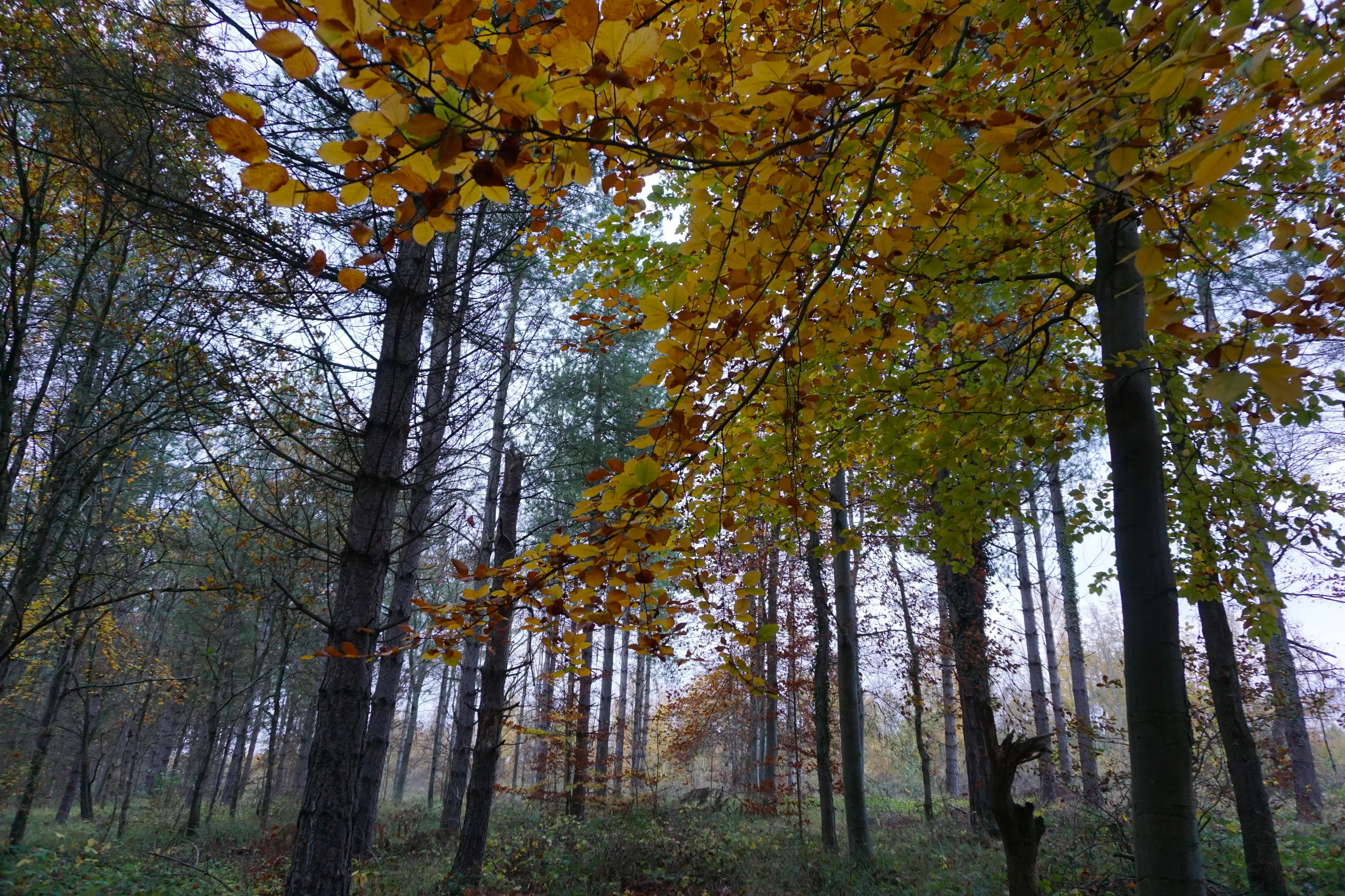 Woodland View