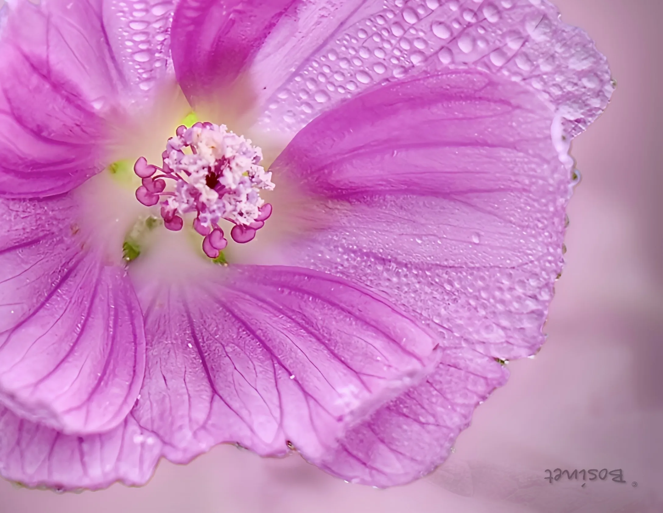 Droplets on Blossom