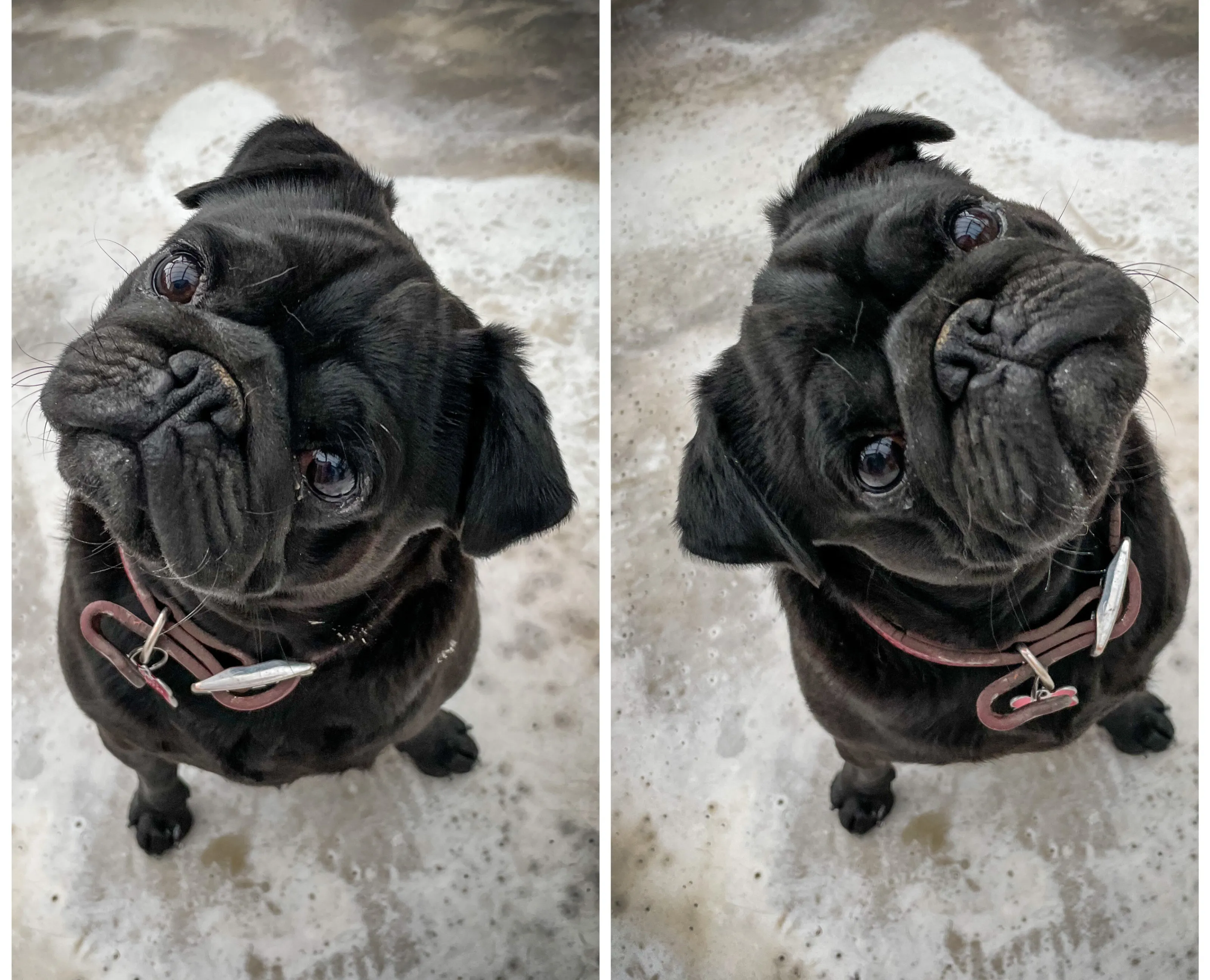 Diptych of One Pet Animal