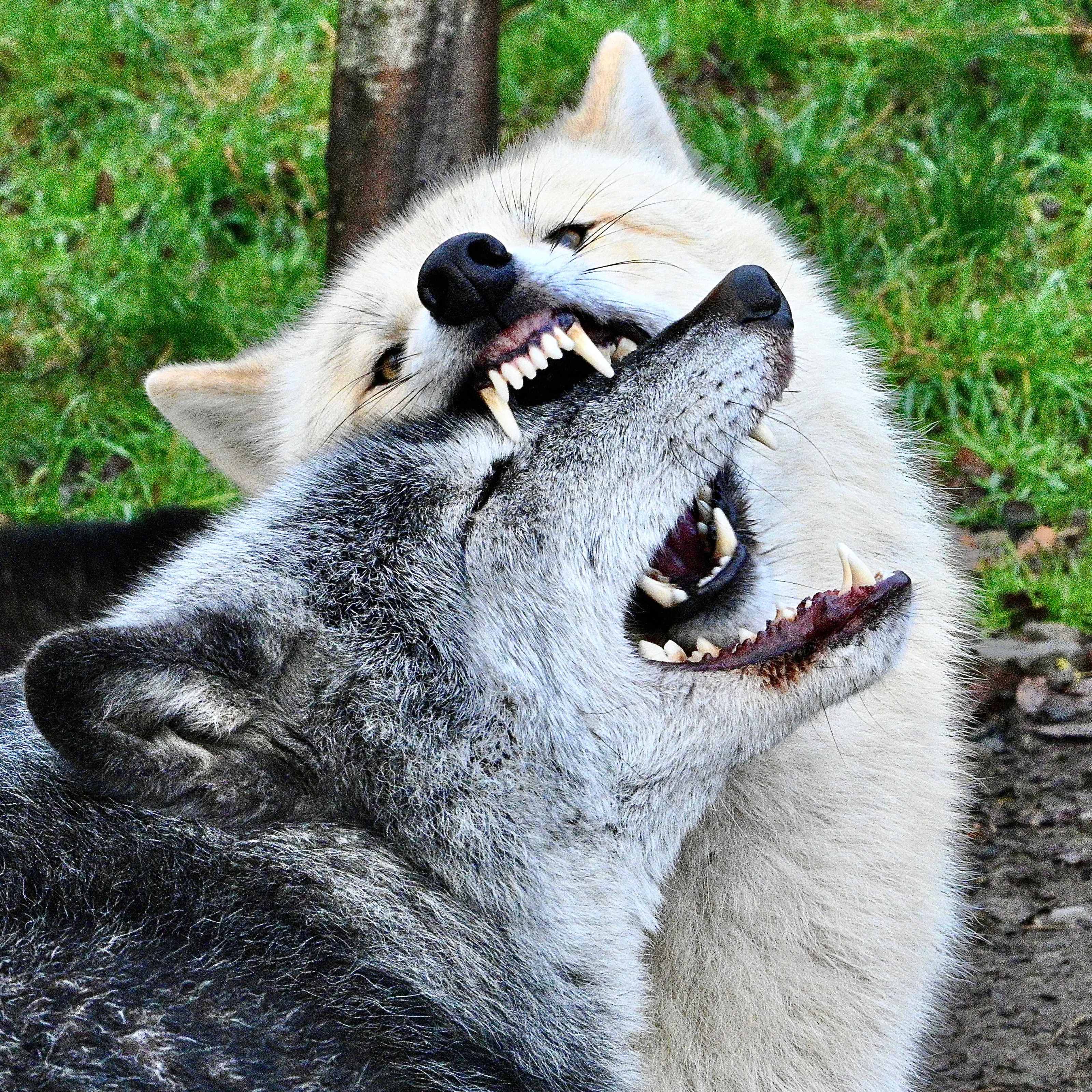 Brotherly love