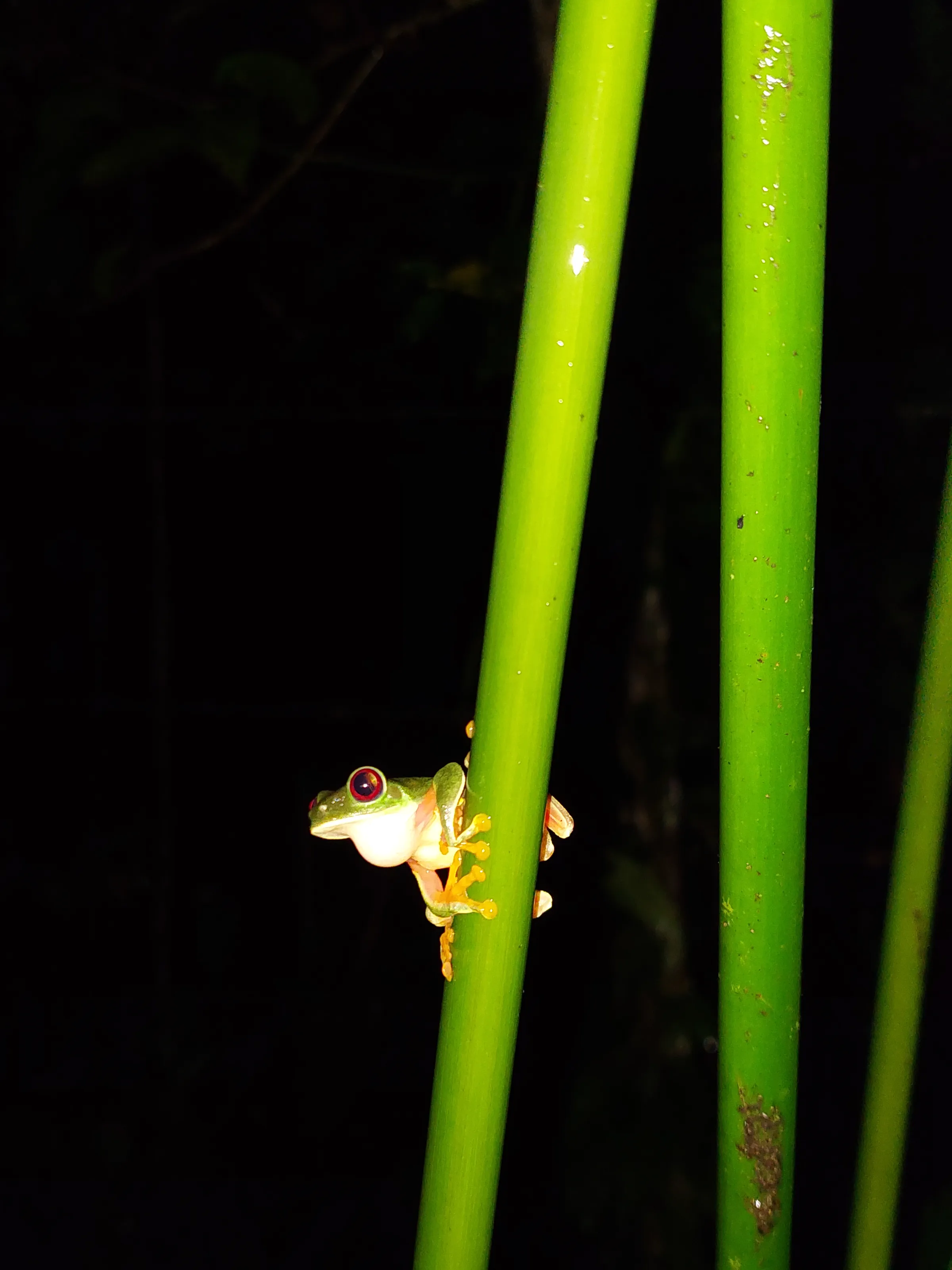 Red-eyed Tree frog